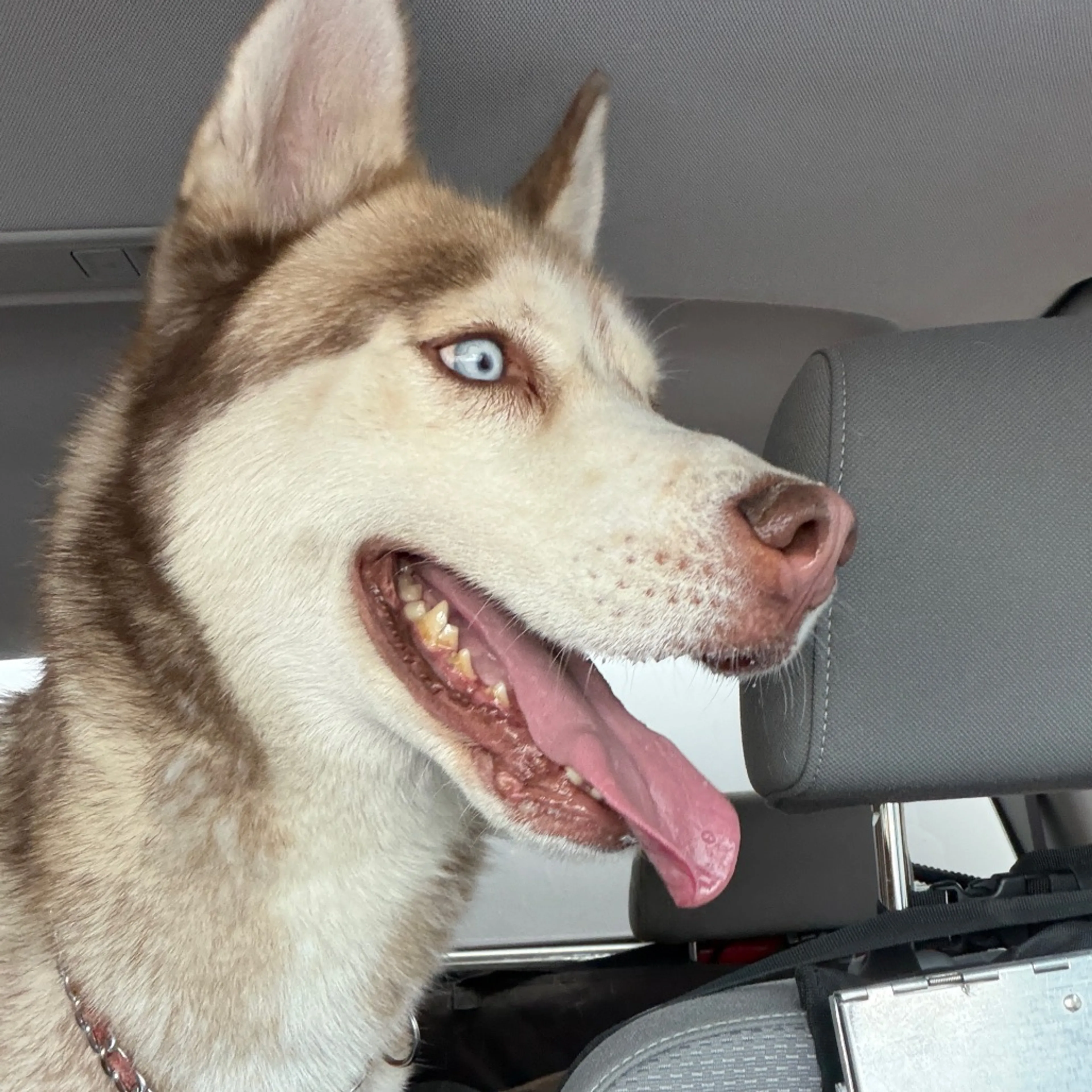 cdn image