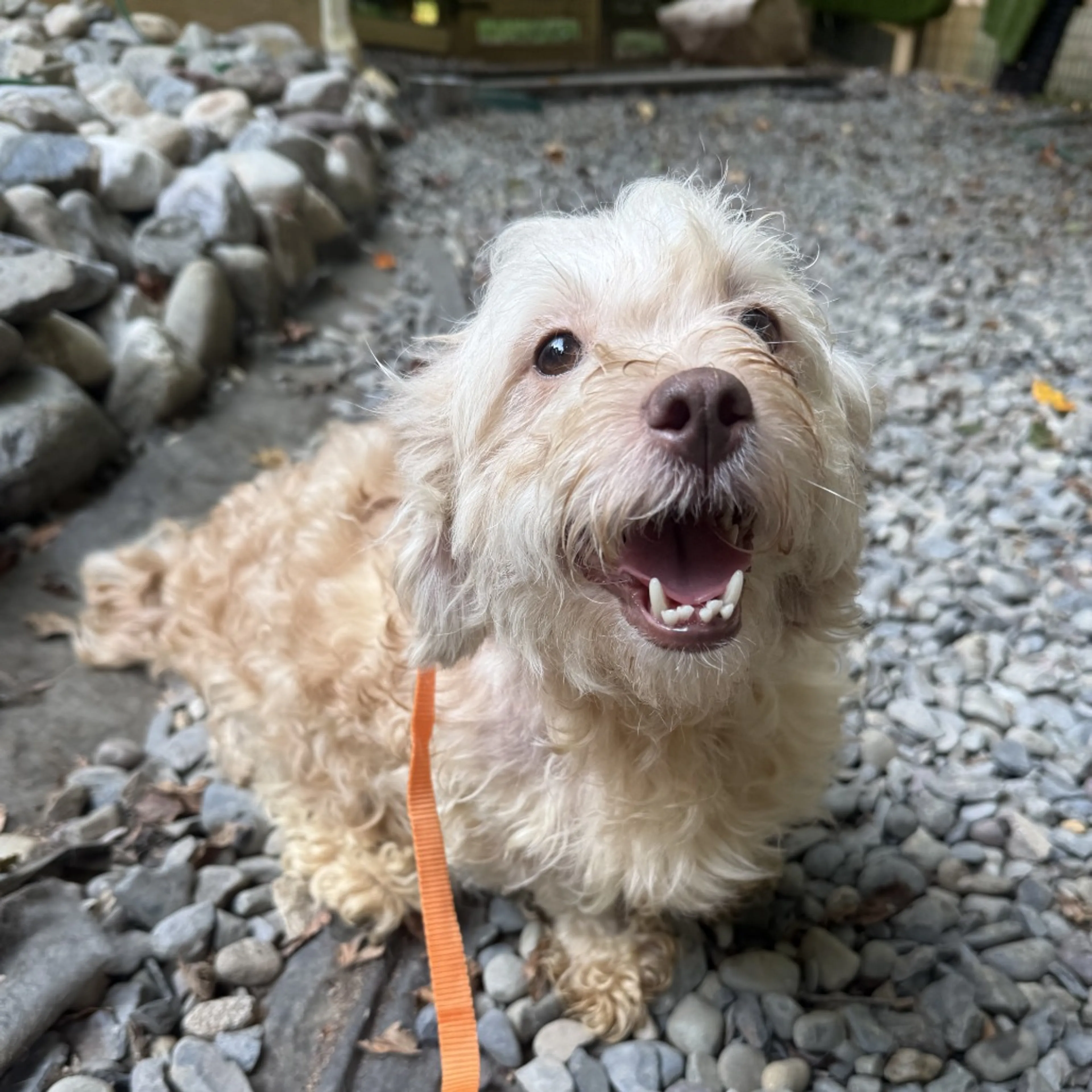 cdn image