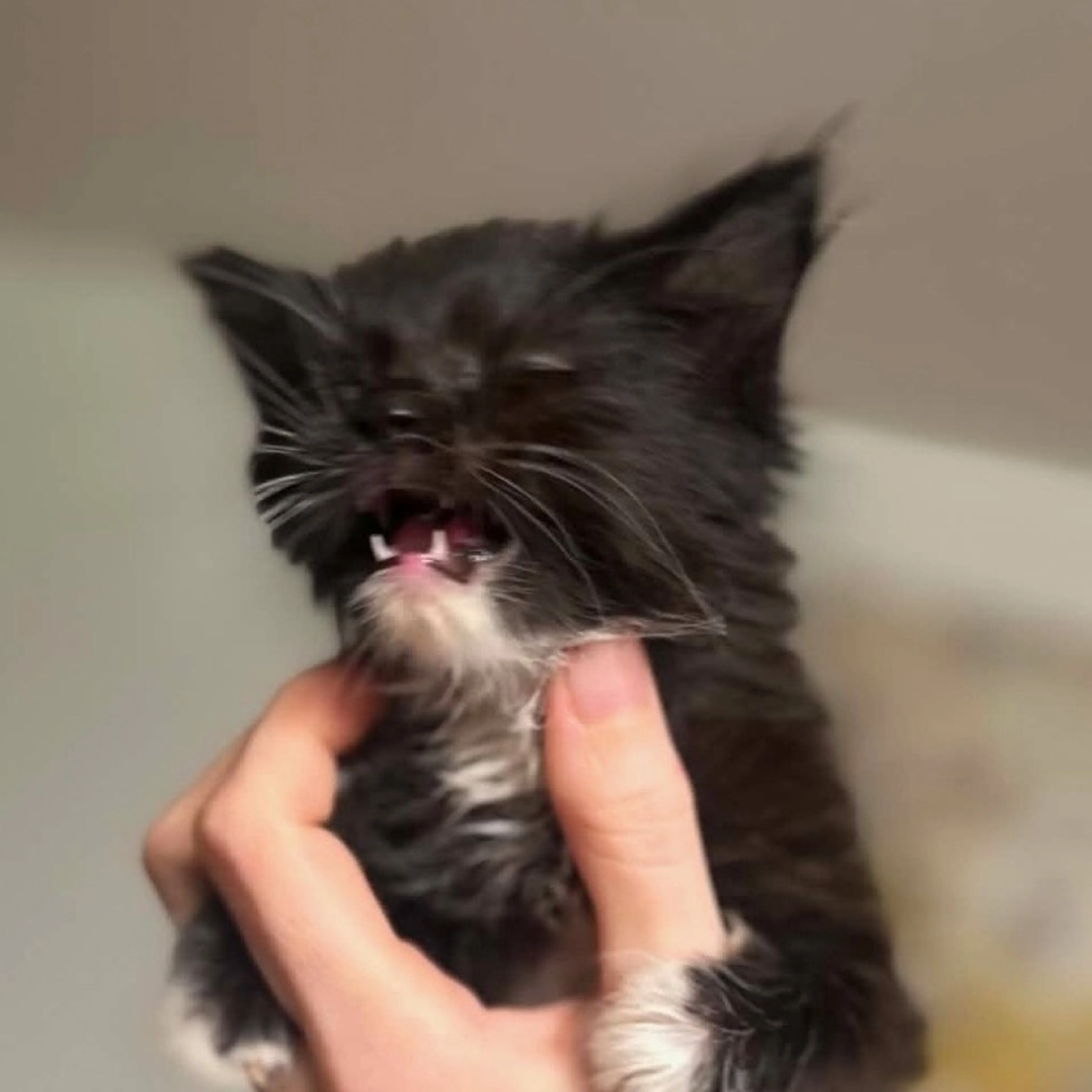 cdn image