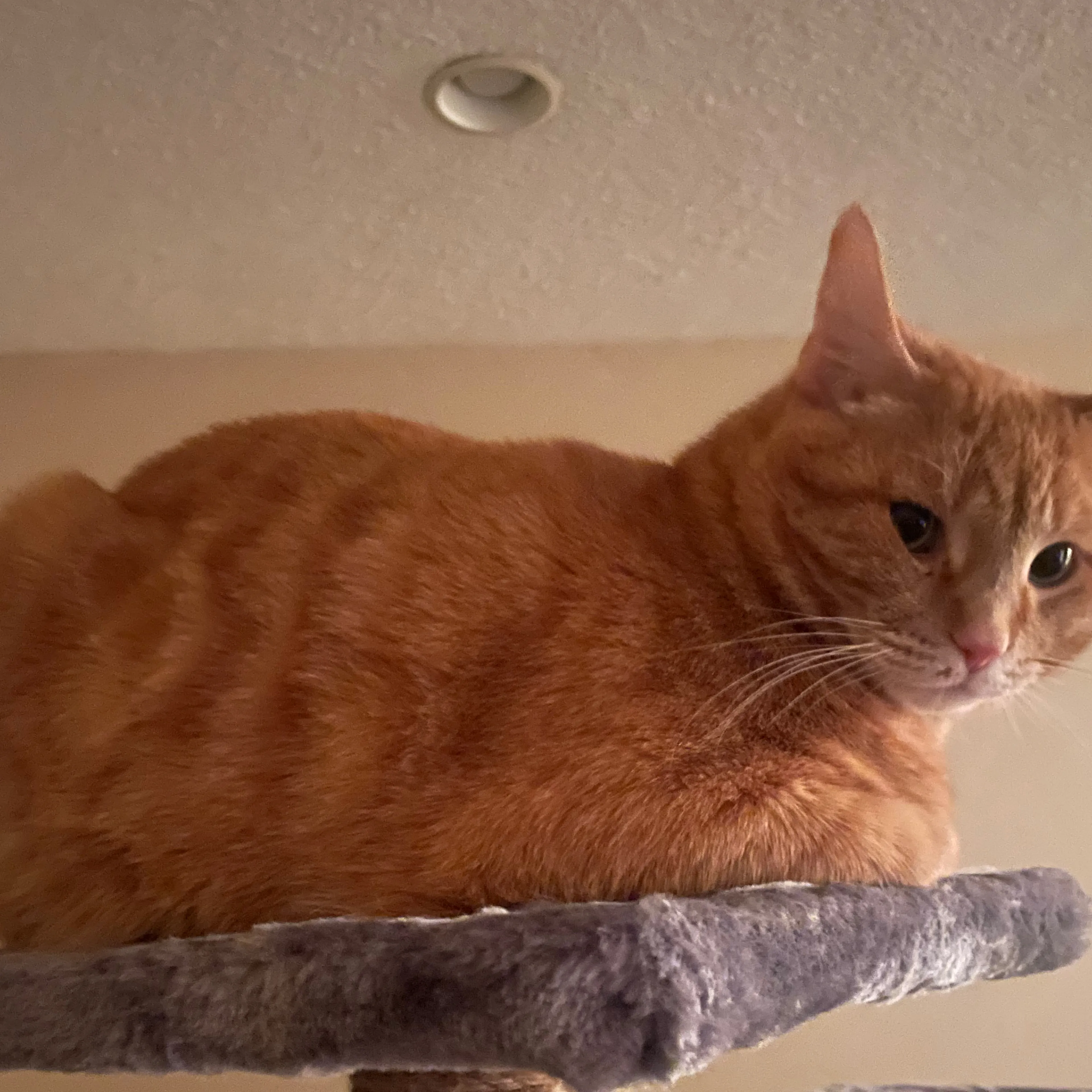 cdn image