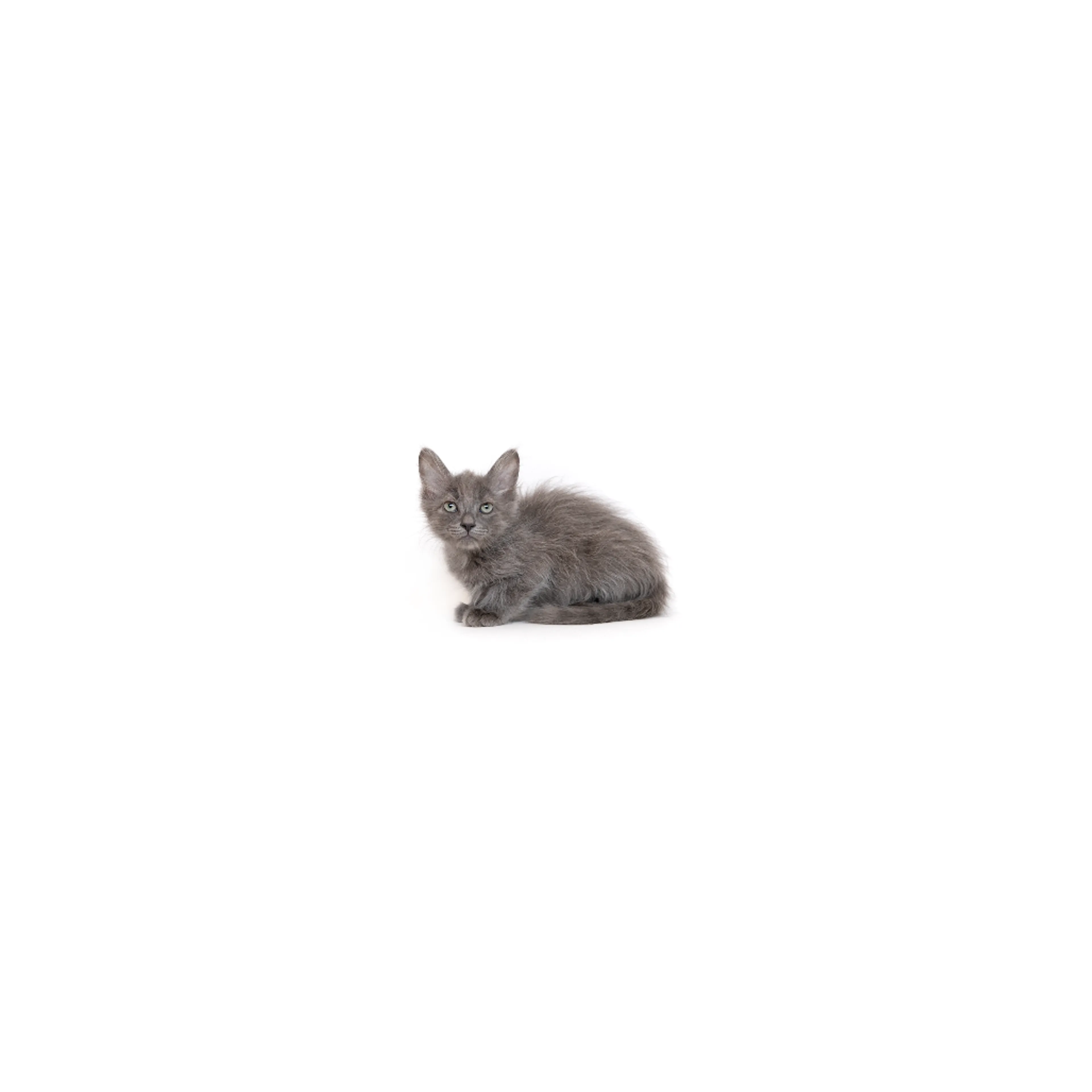cdn image