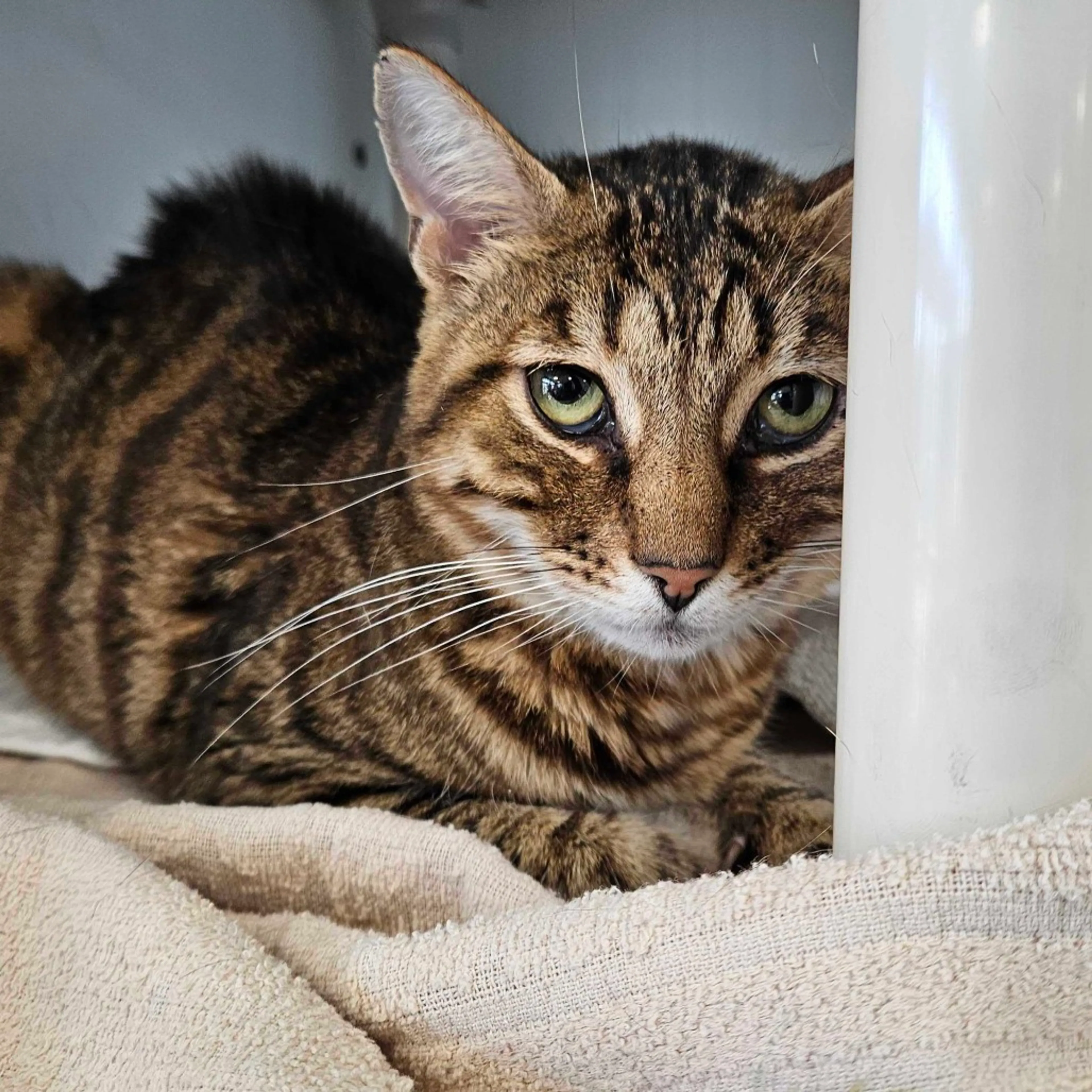 cdn image