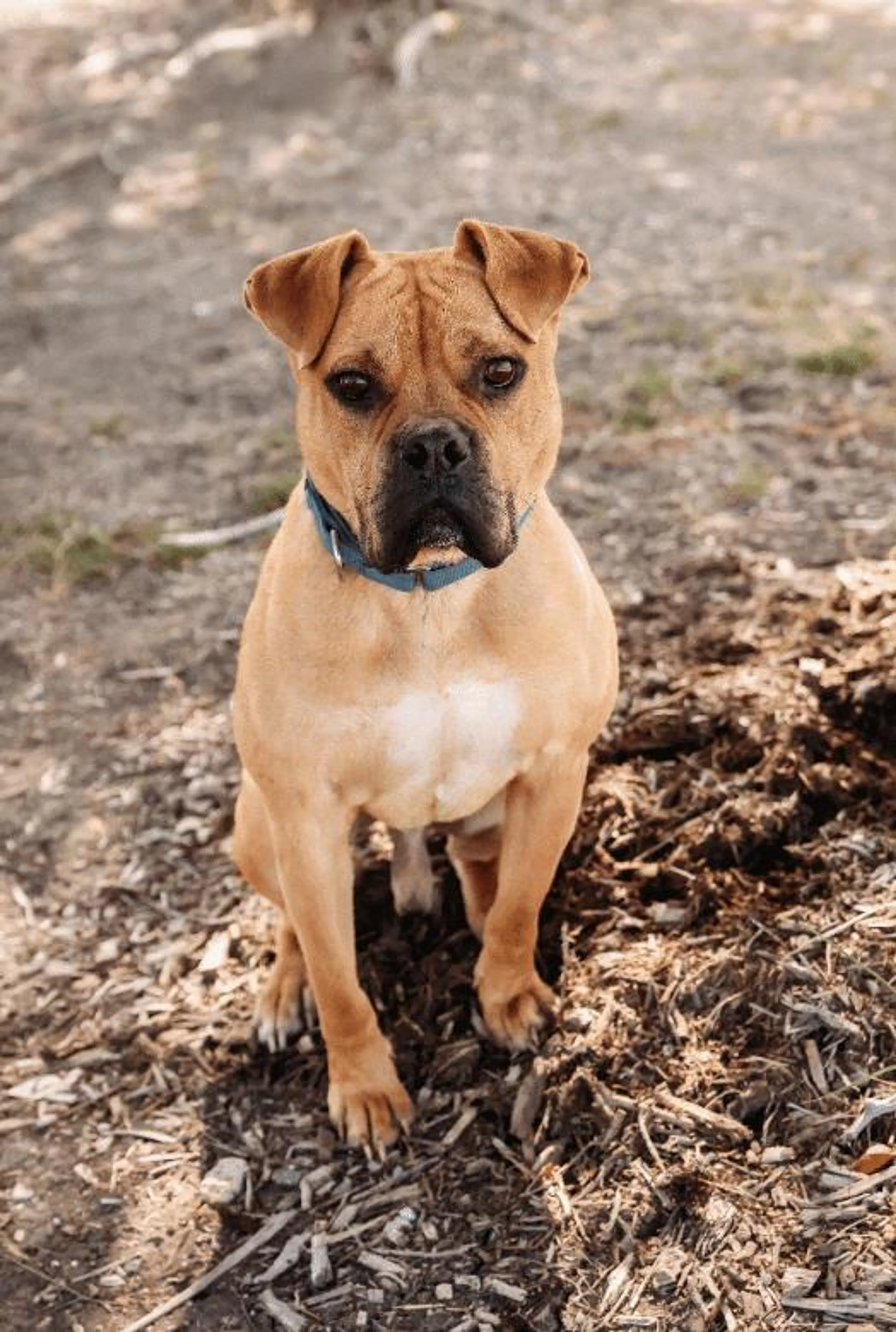 cdn image