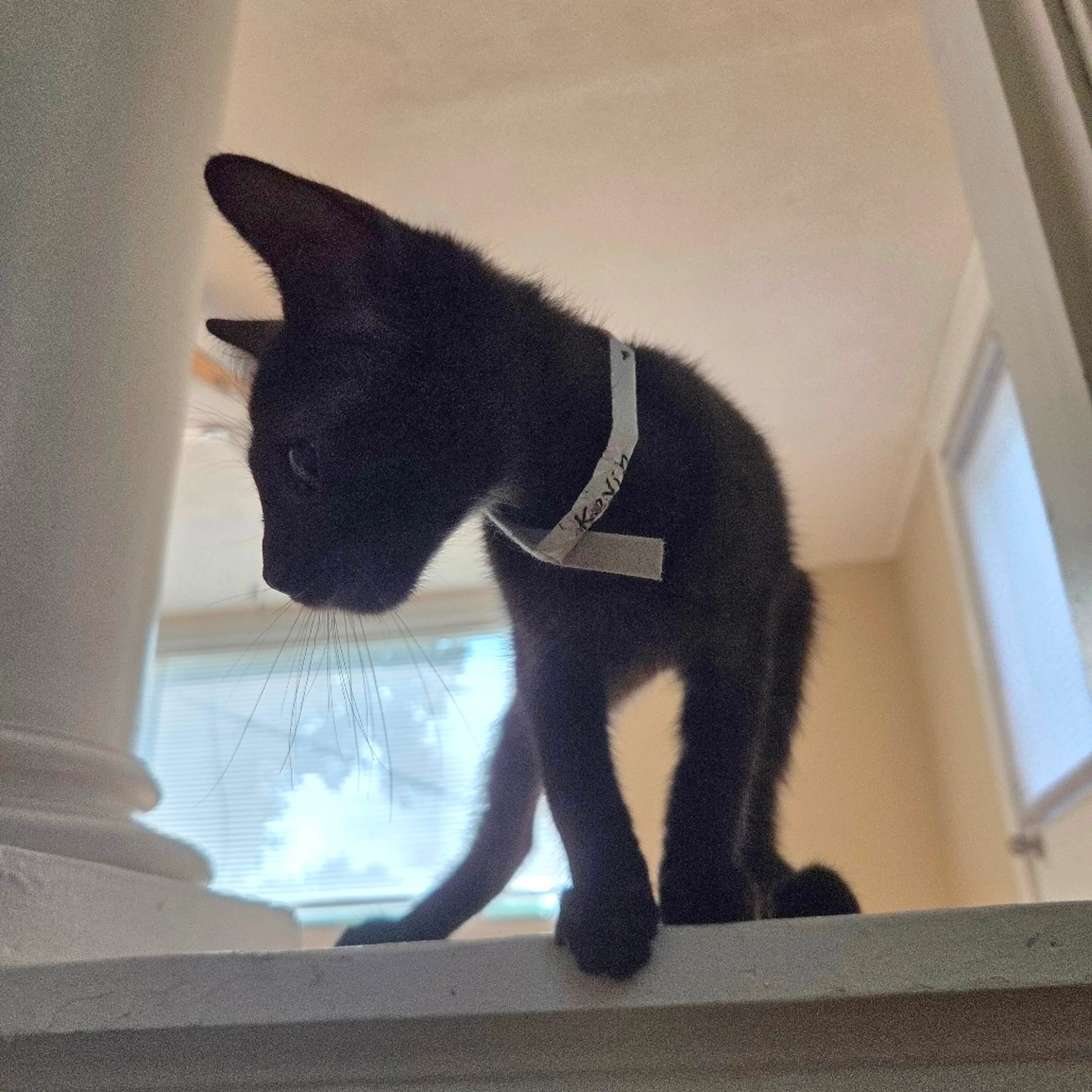 cdn image