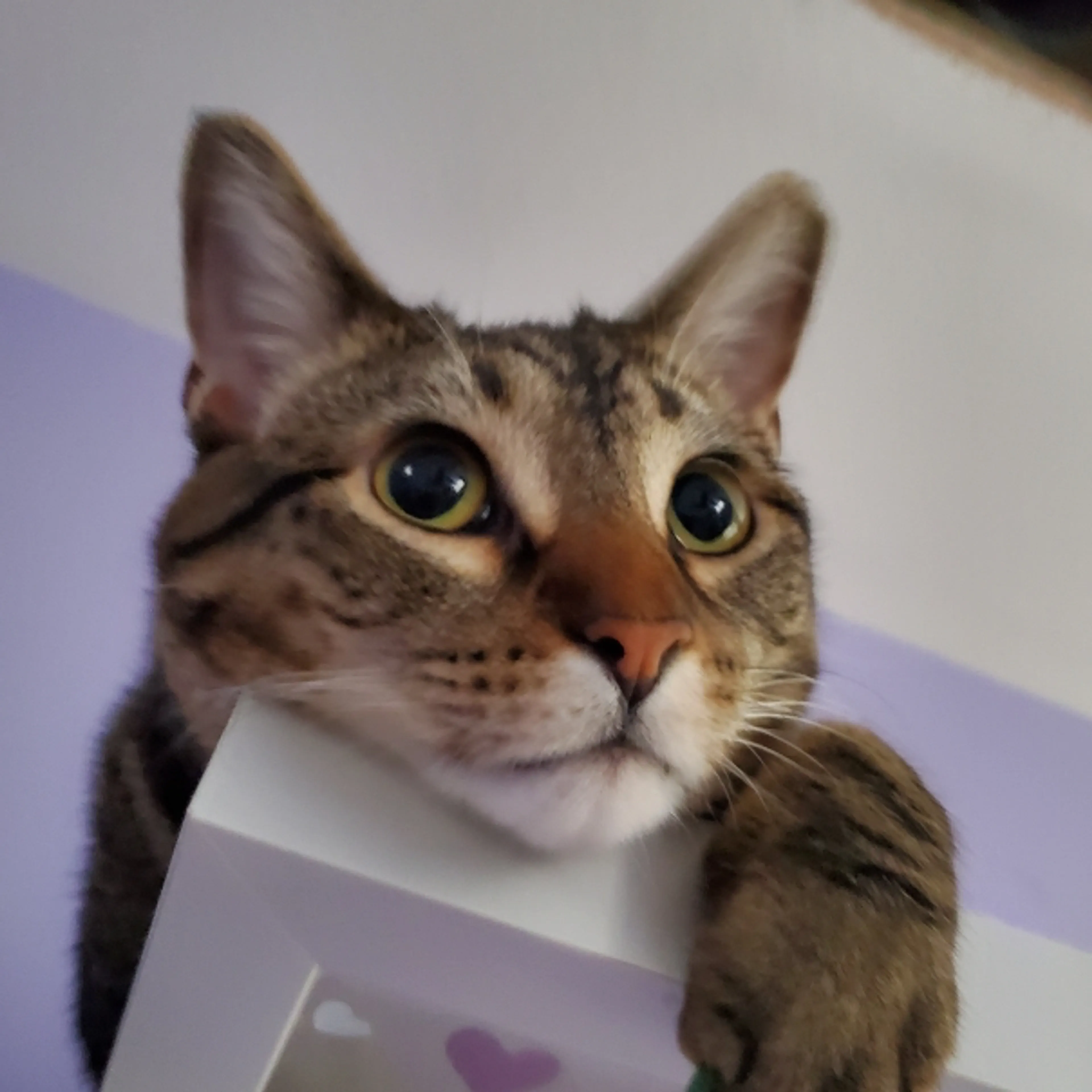 cdn image