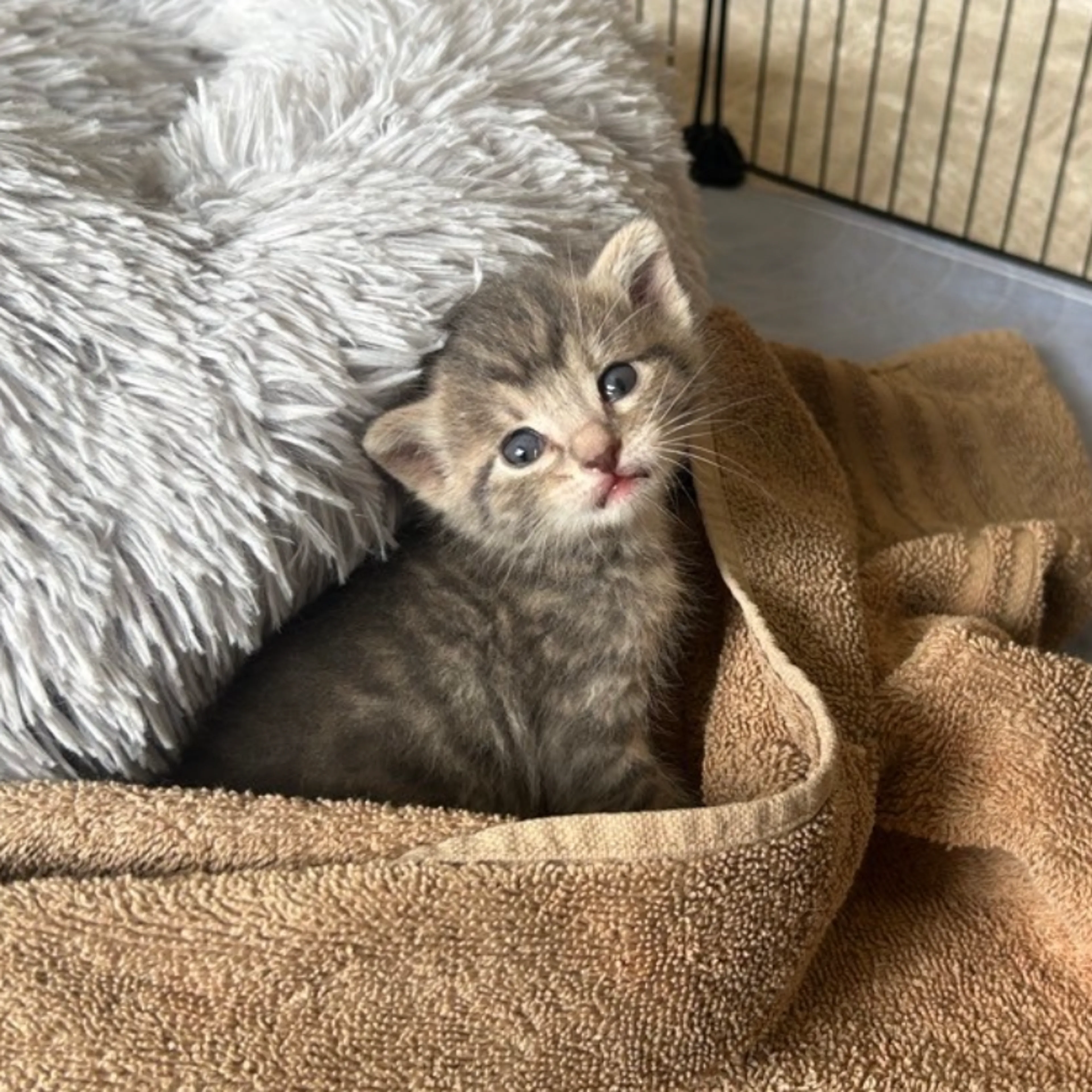 cdn image