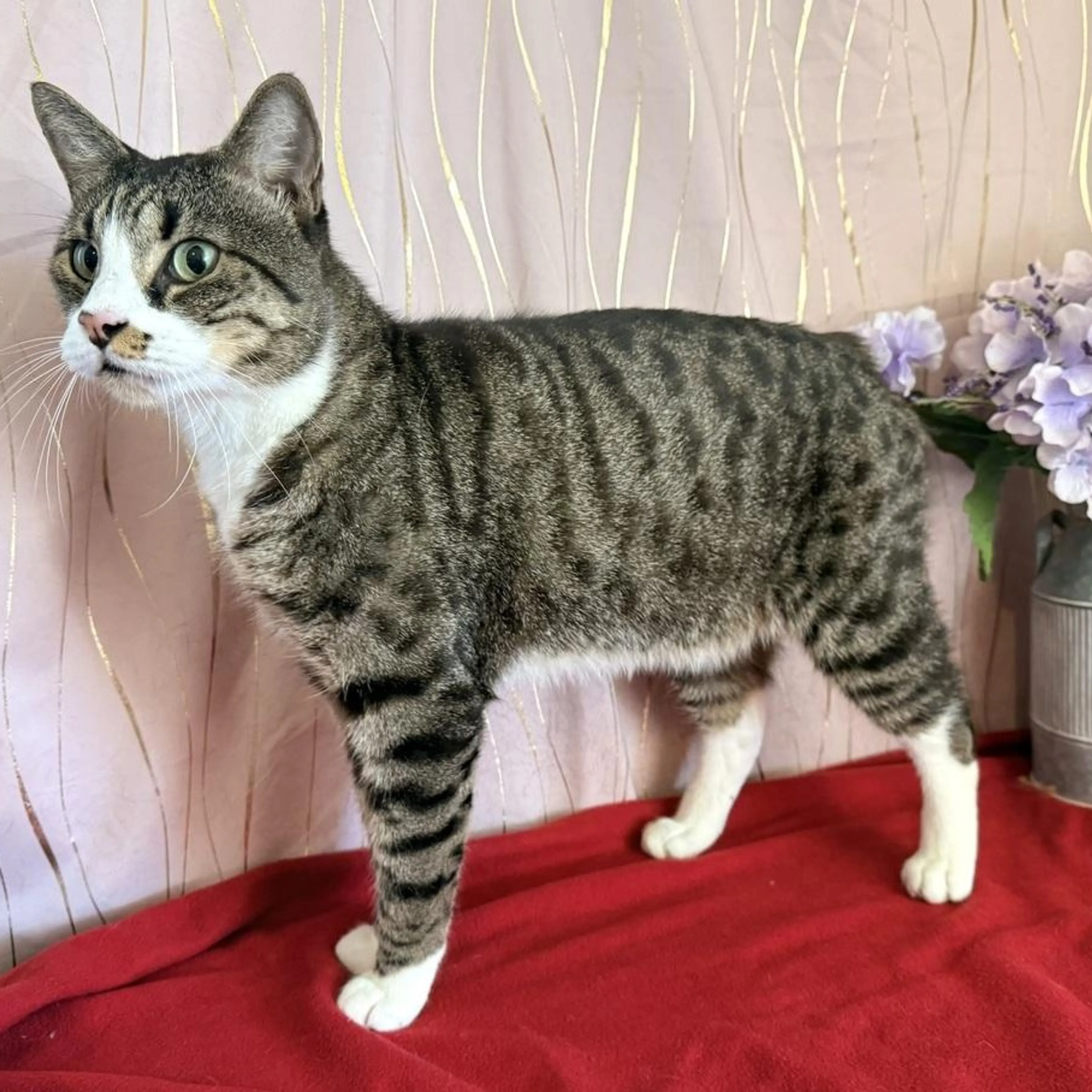 cdn image