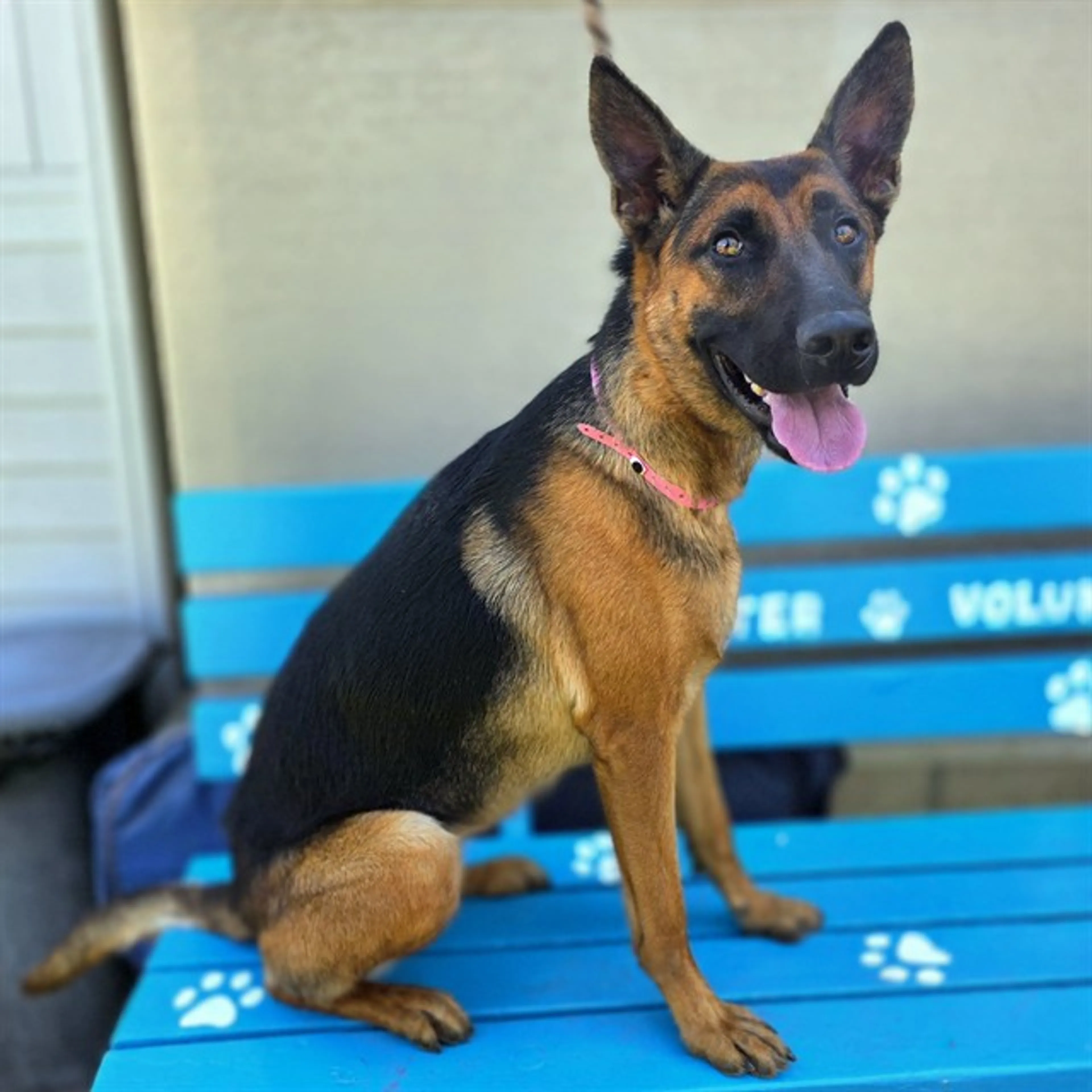 cdn image