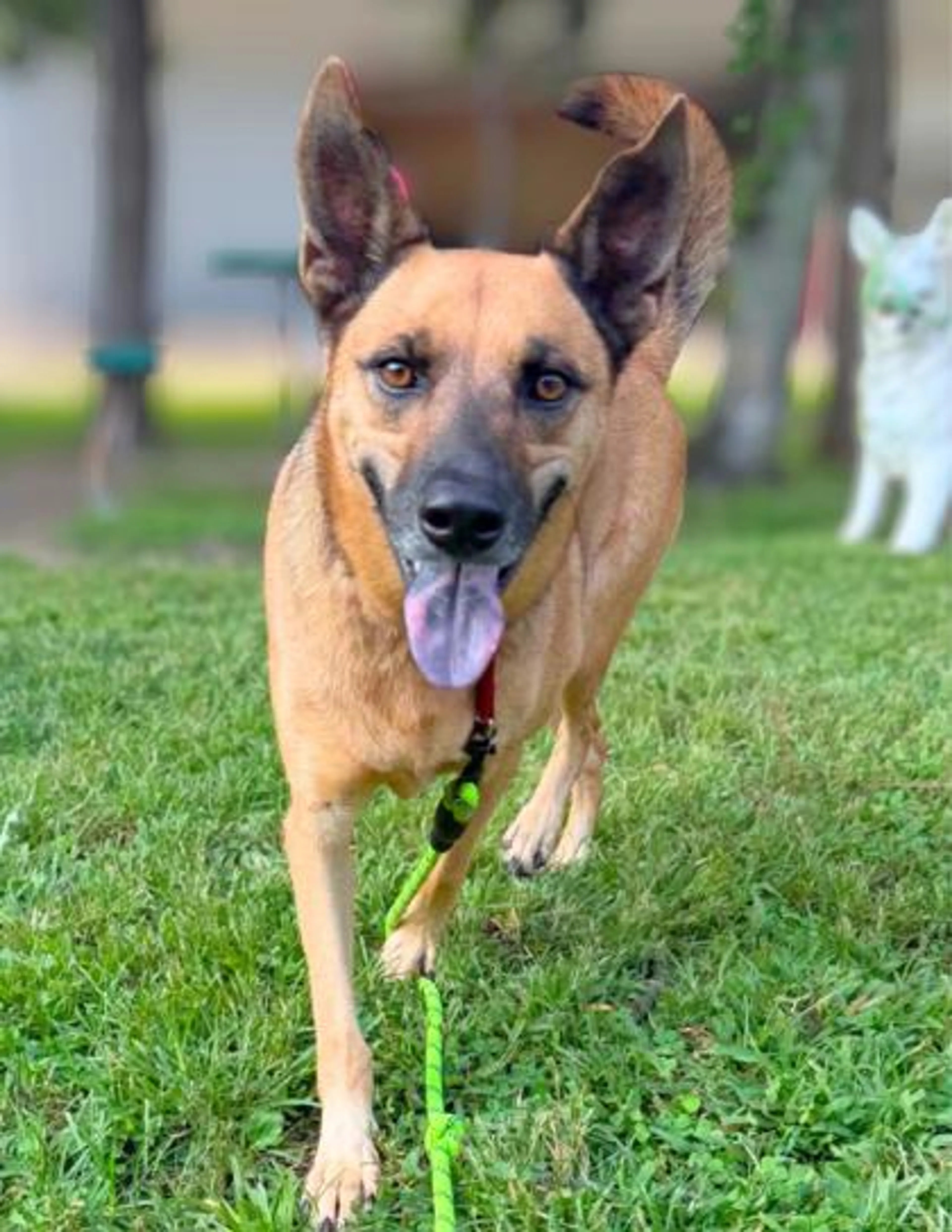 cdn image