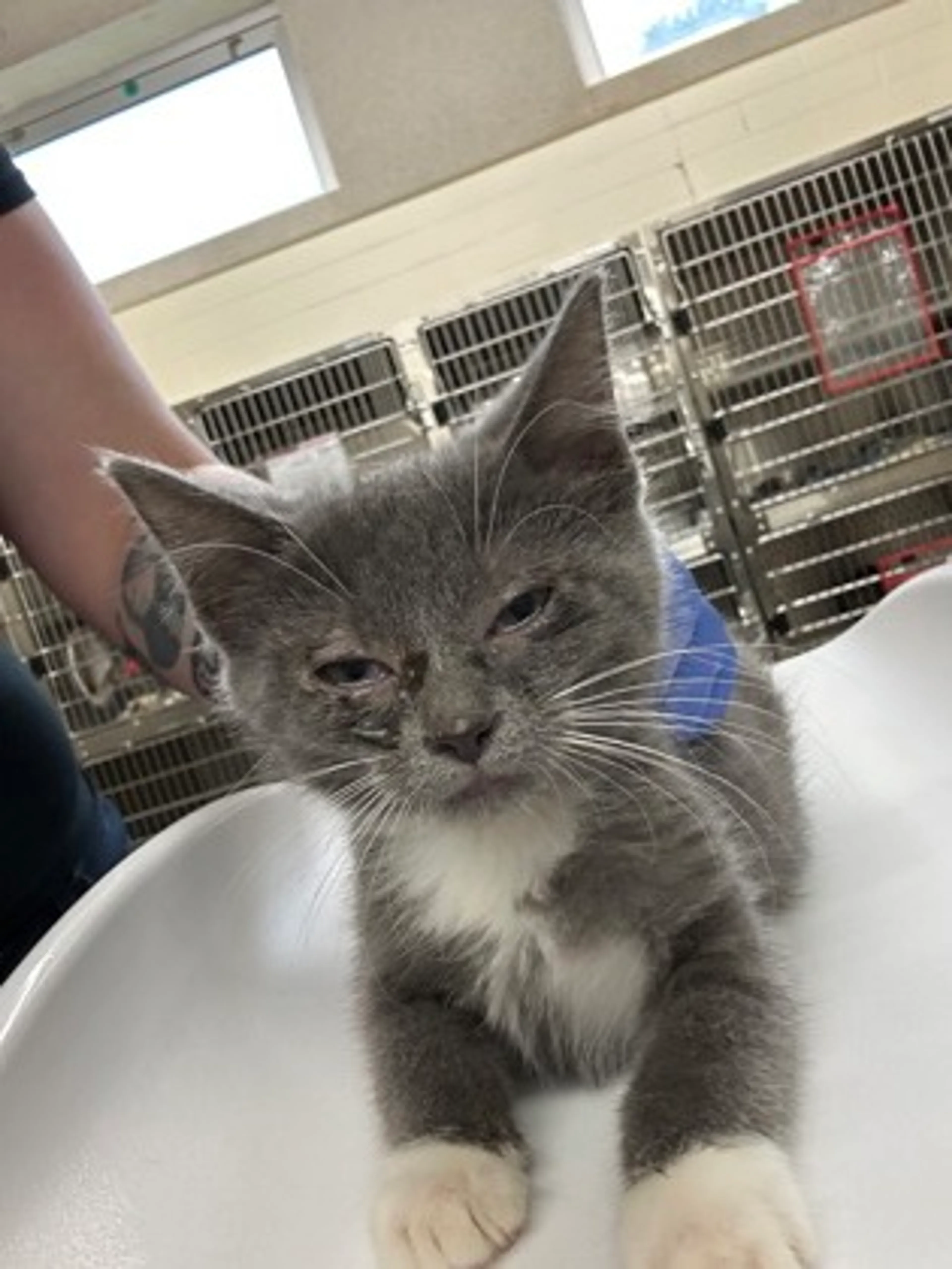 cdn image