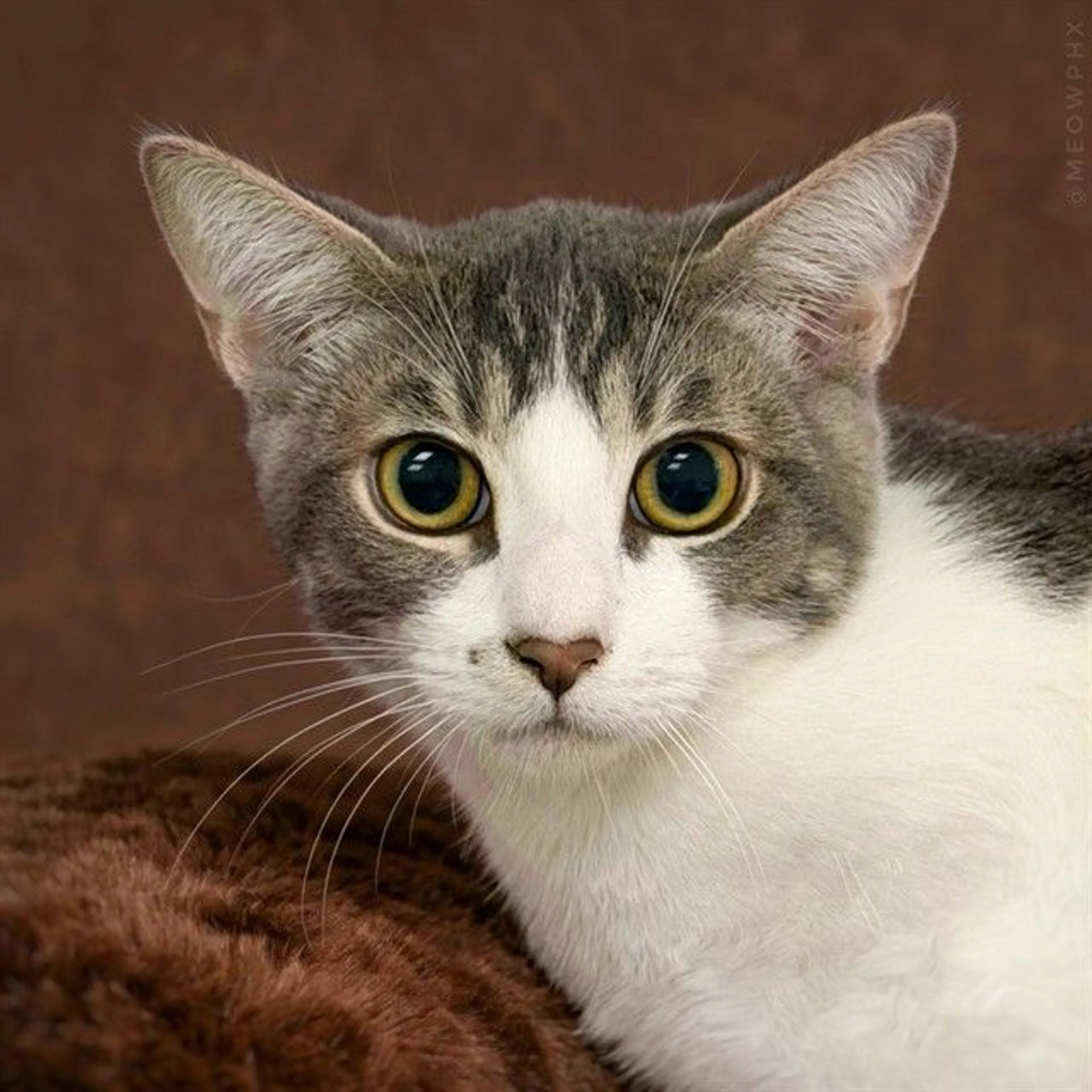 cdn image