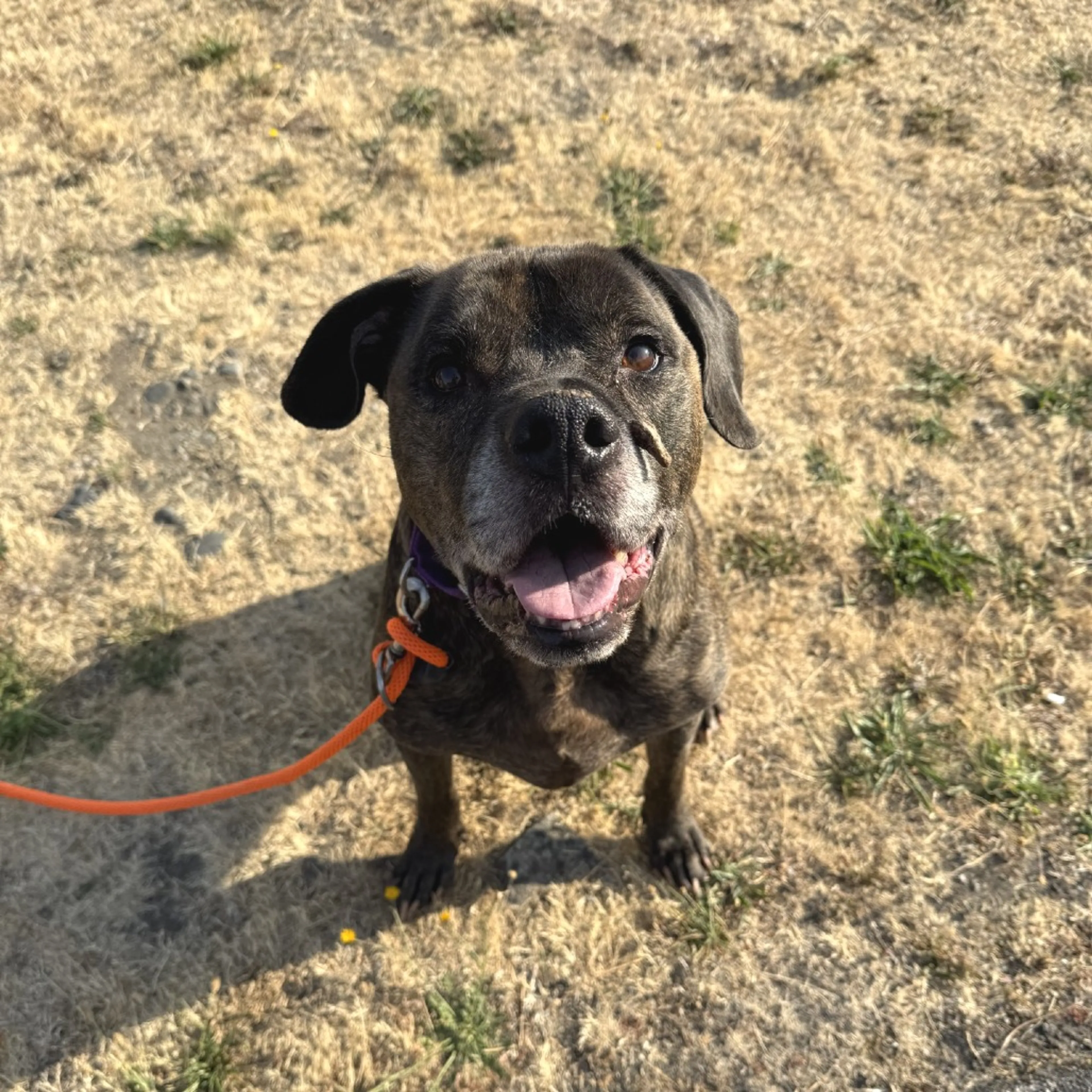 cdn image