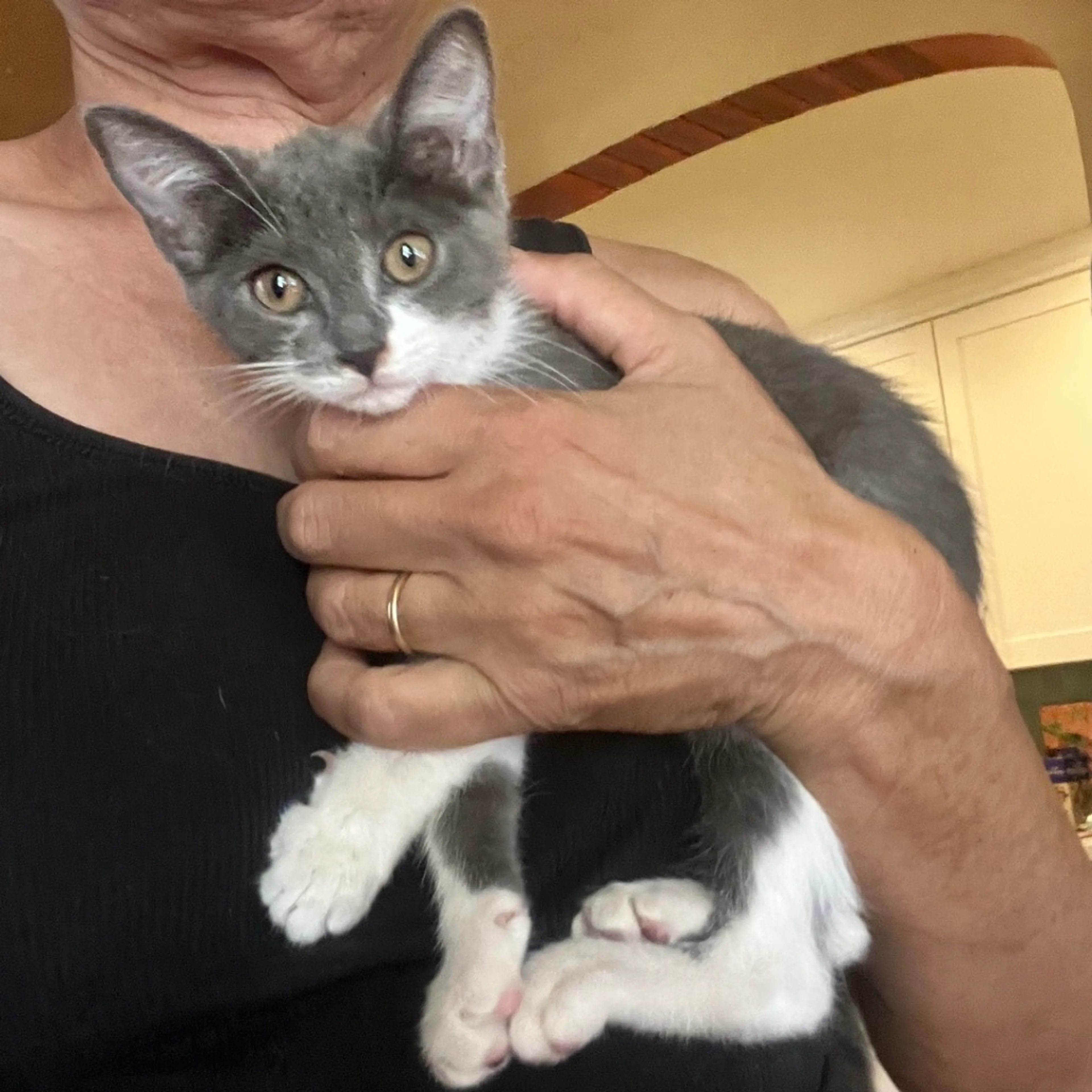 cdn image