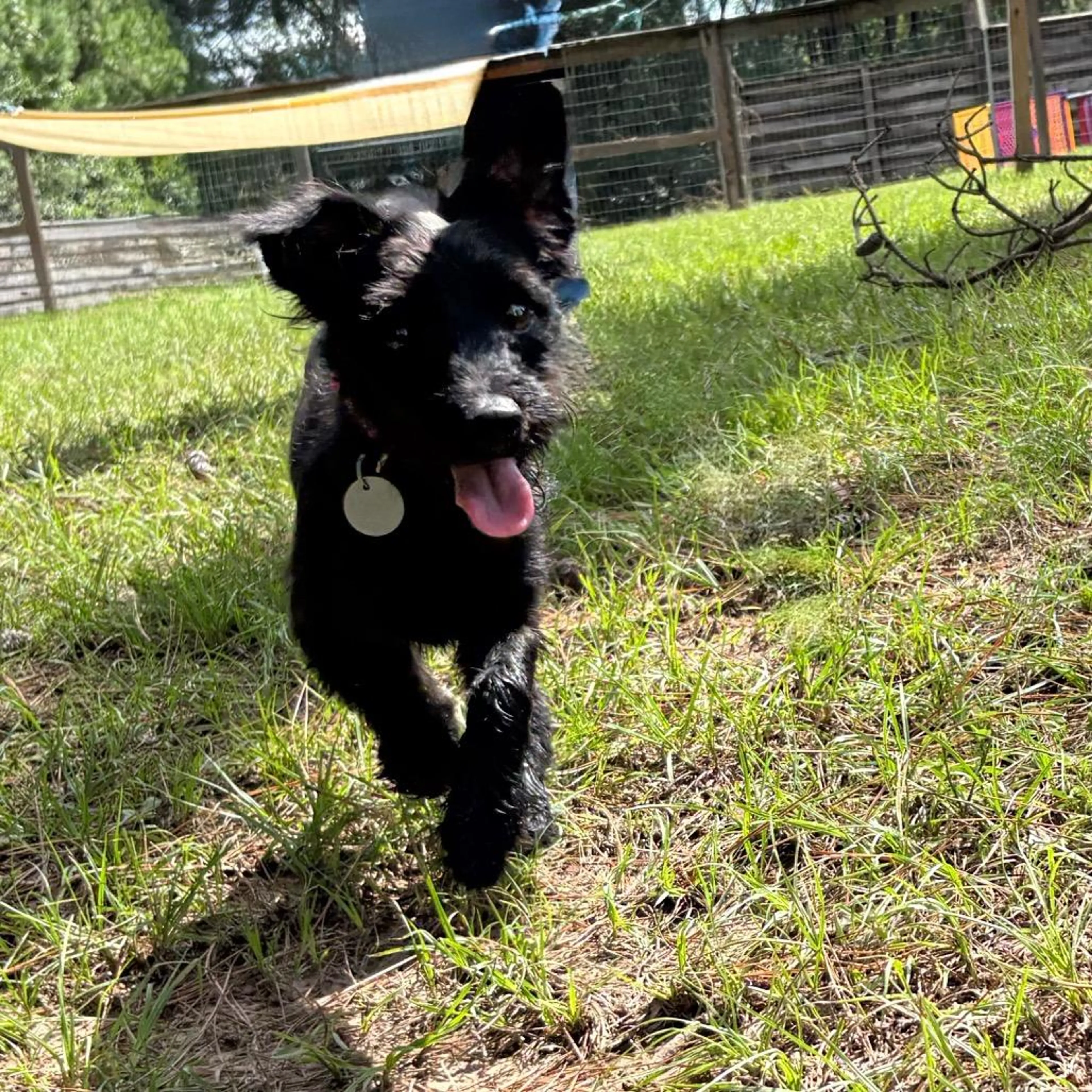 cdn image