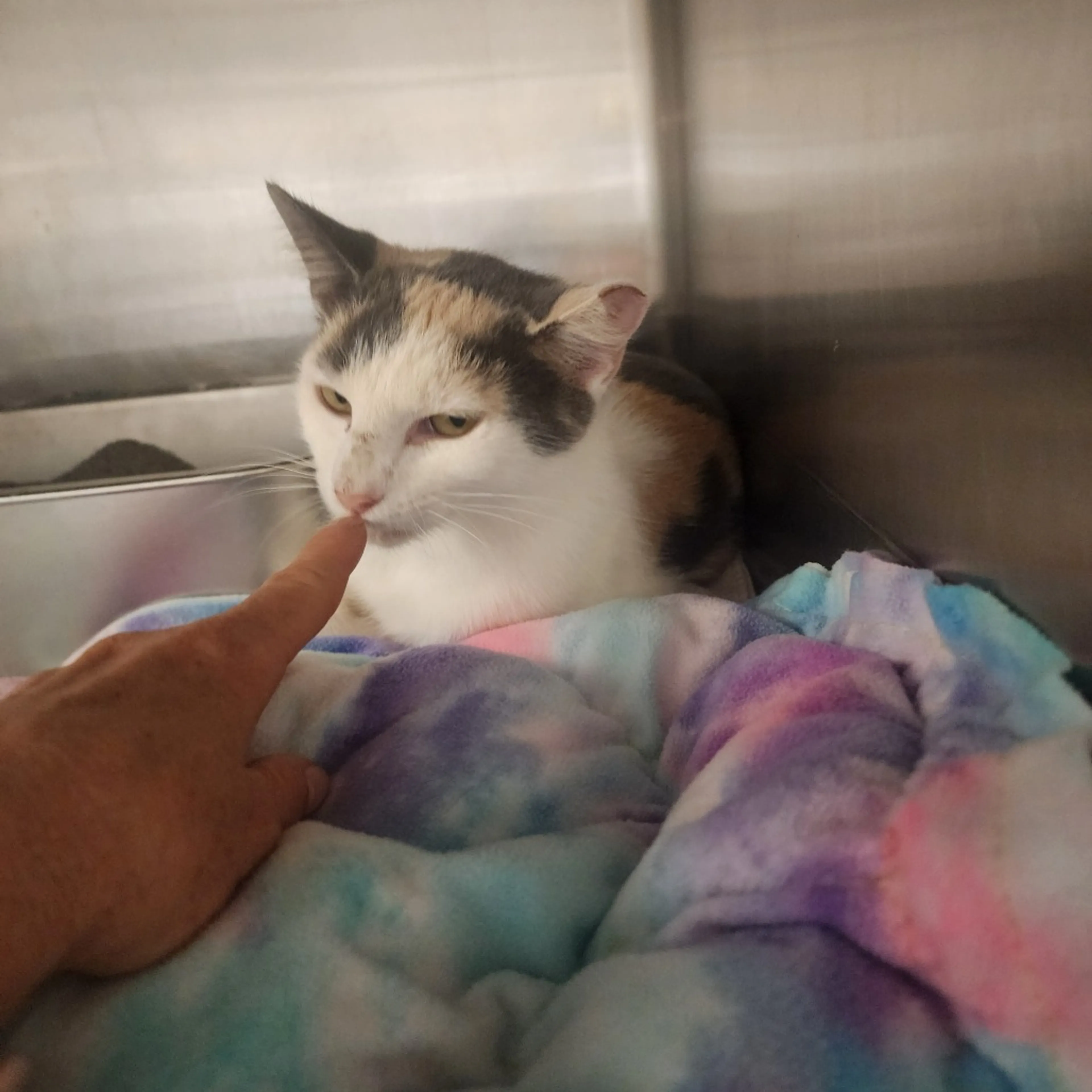 cdn image