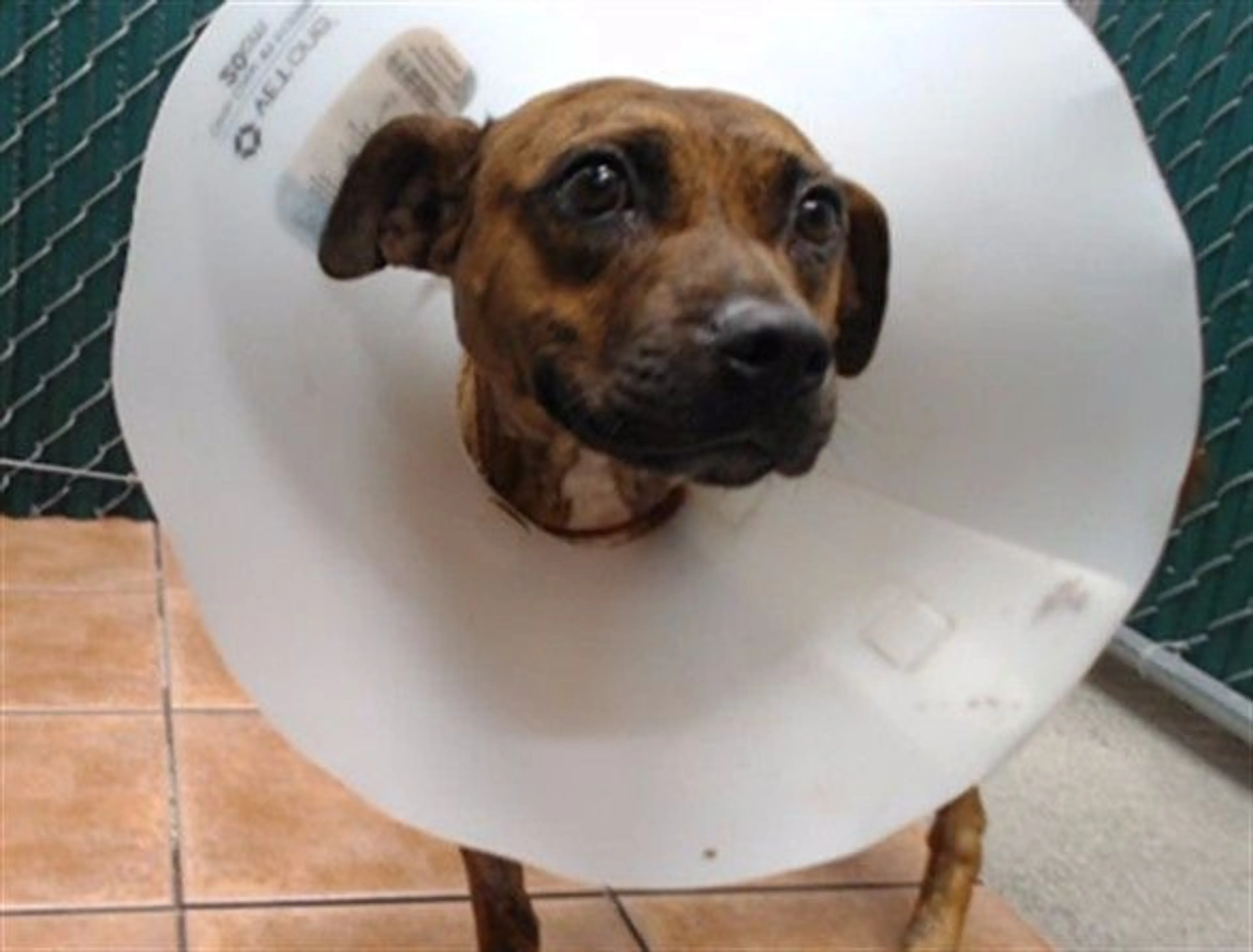 cdn image