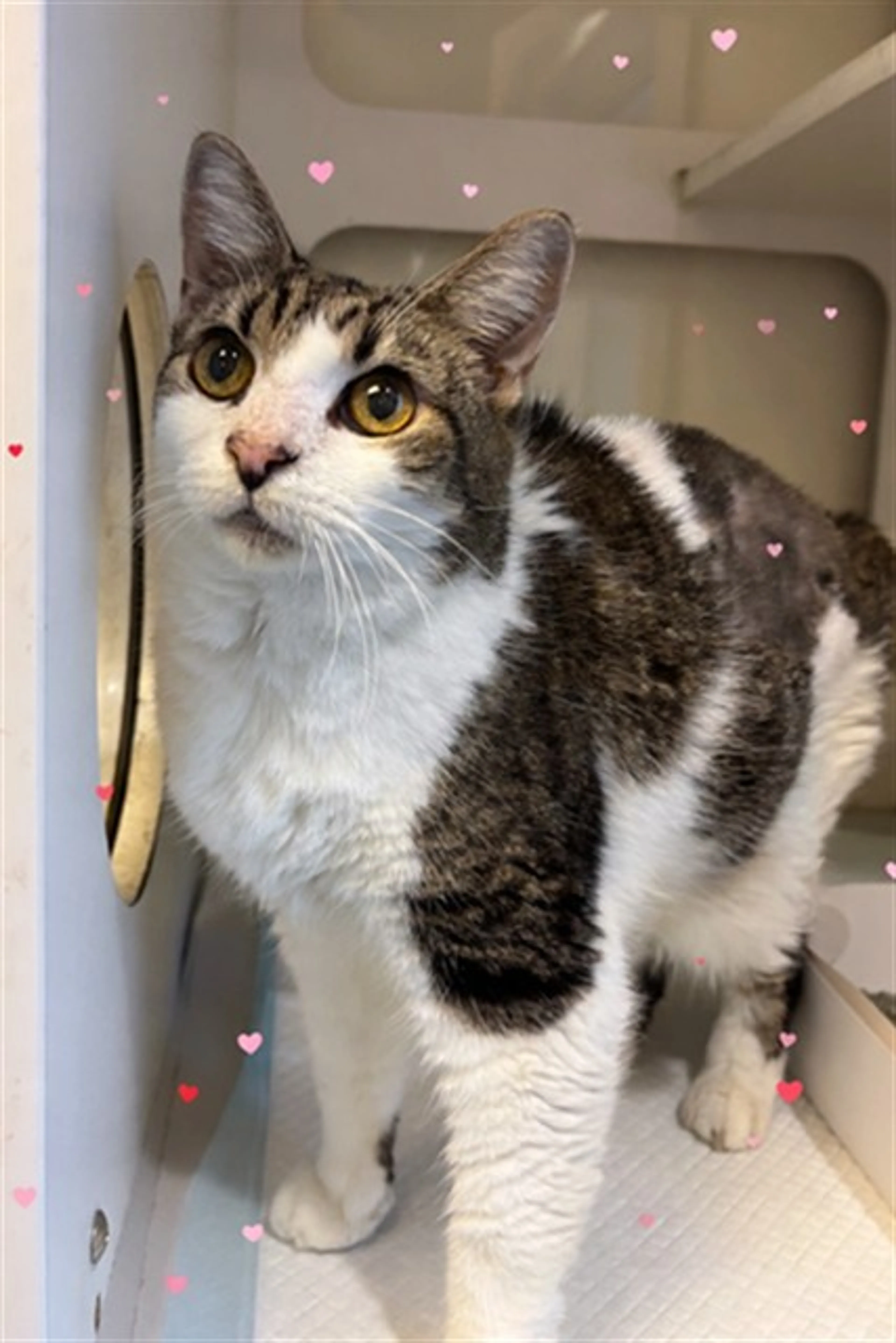 cdn image