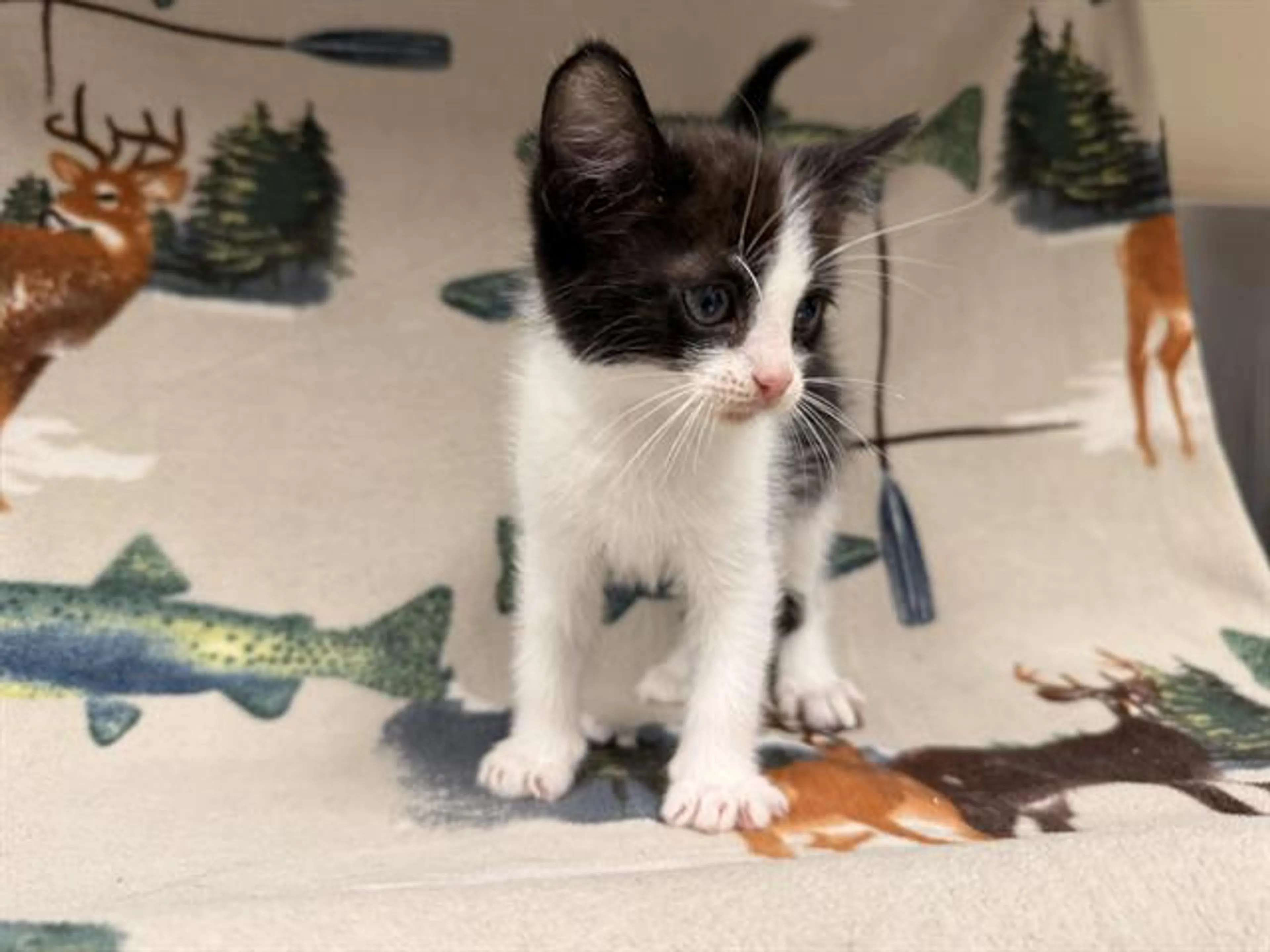 cdn image