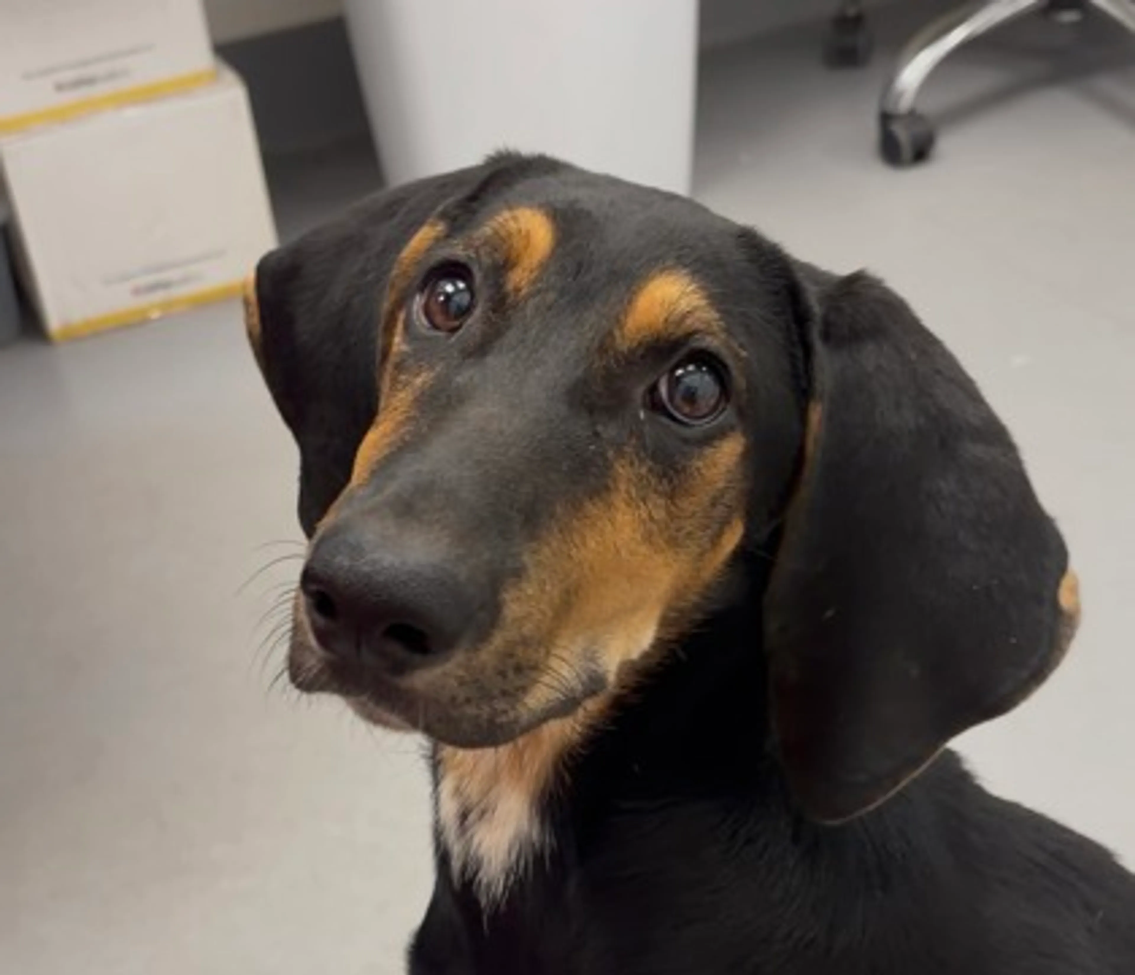 cdn image