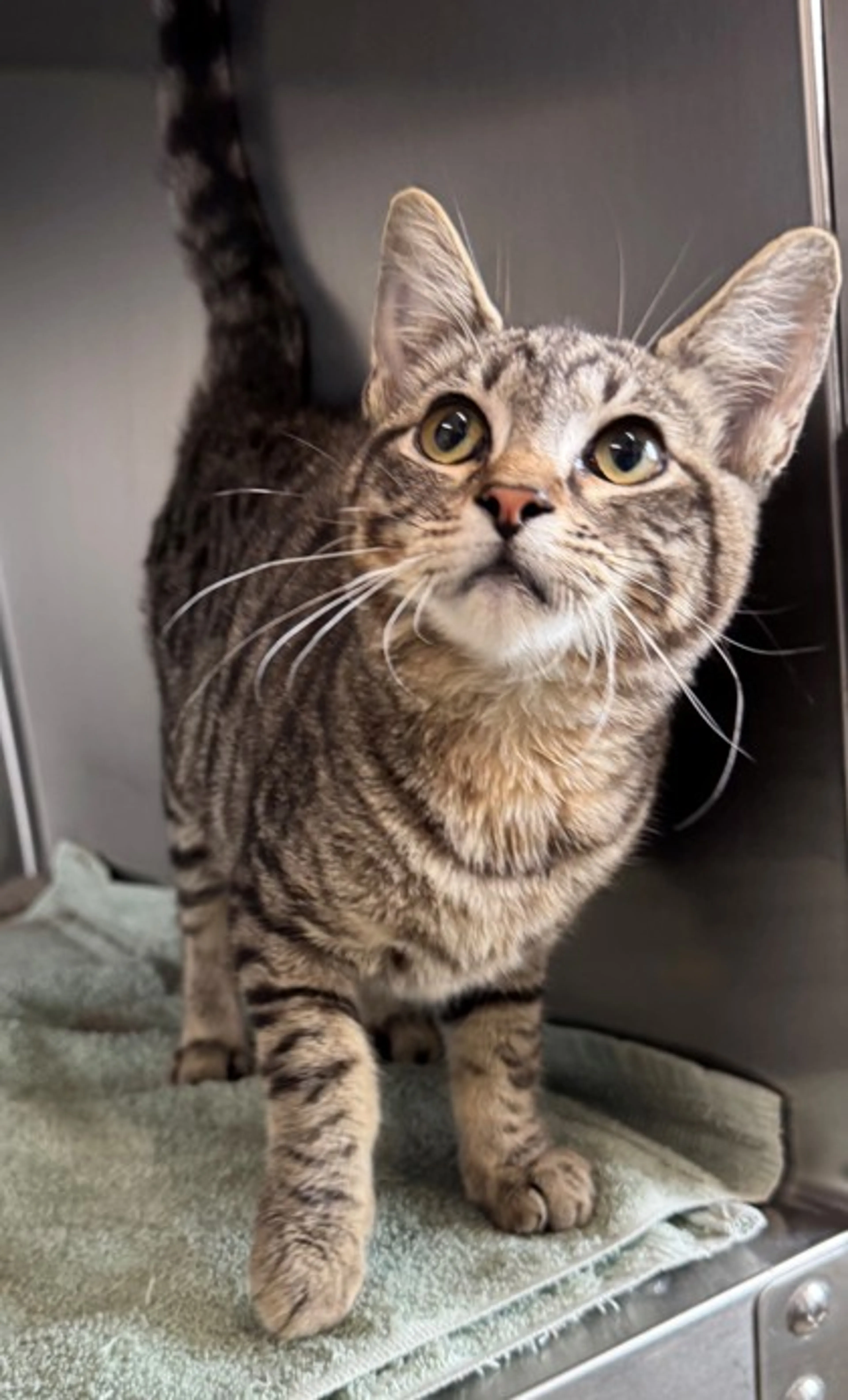 cdn image