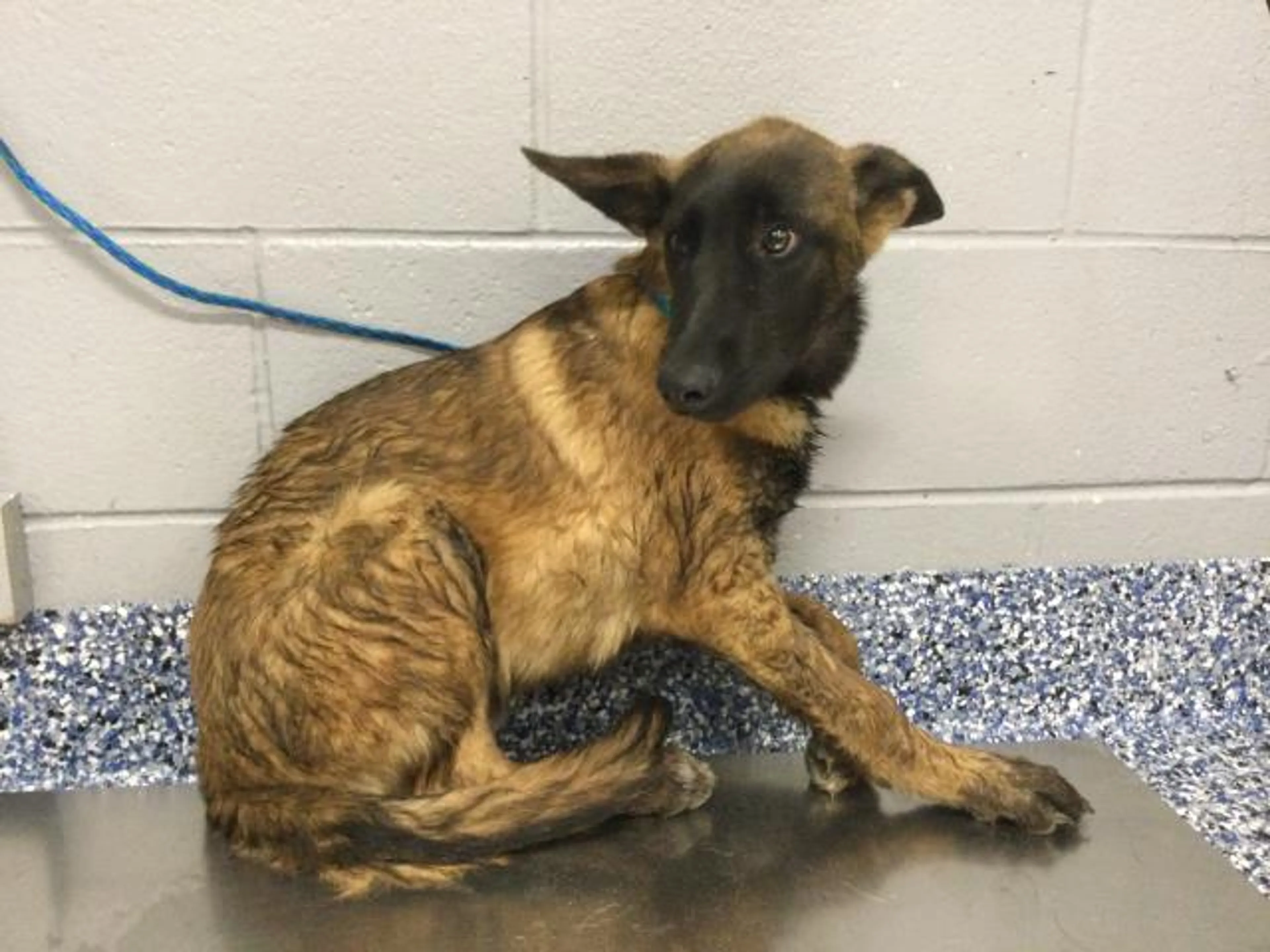 cdn image