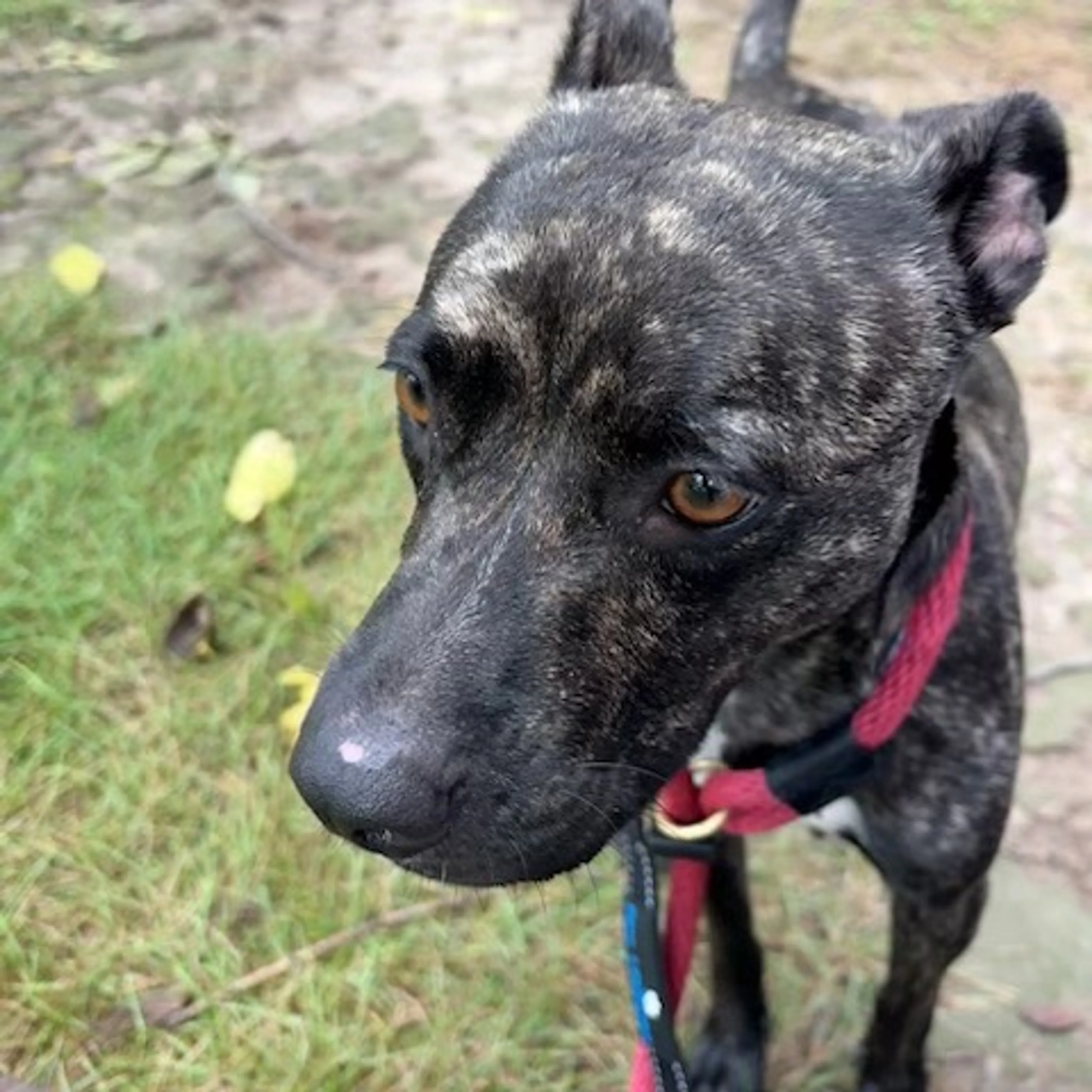 cdn image