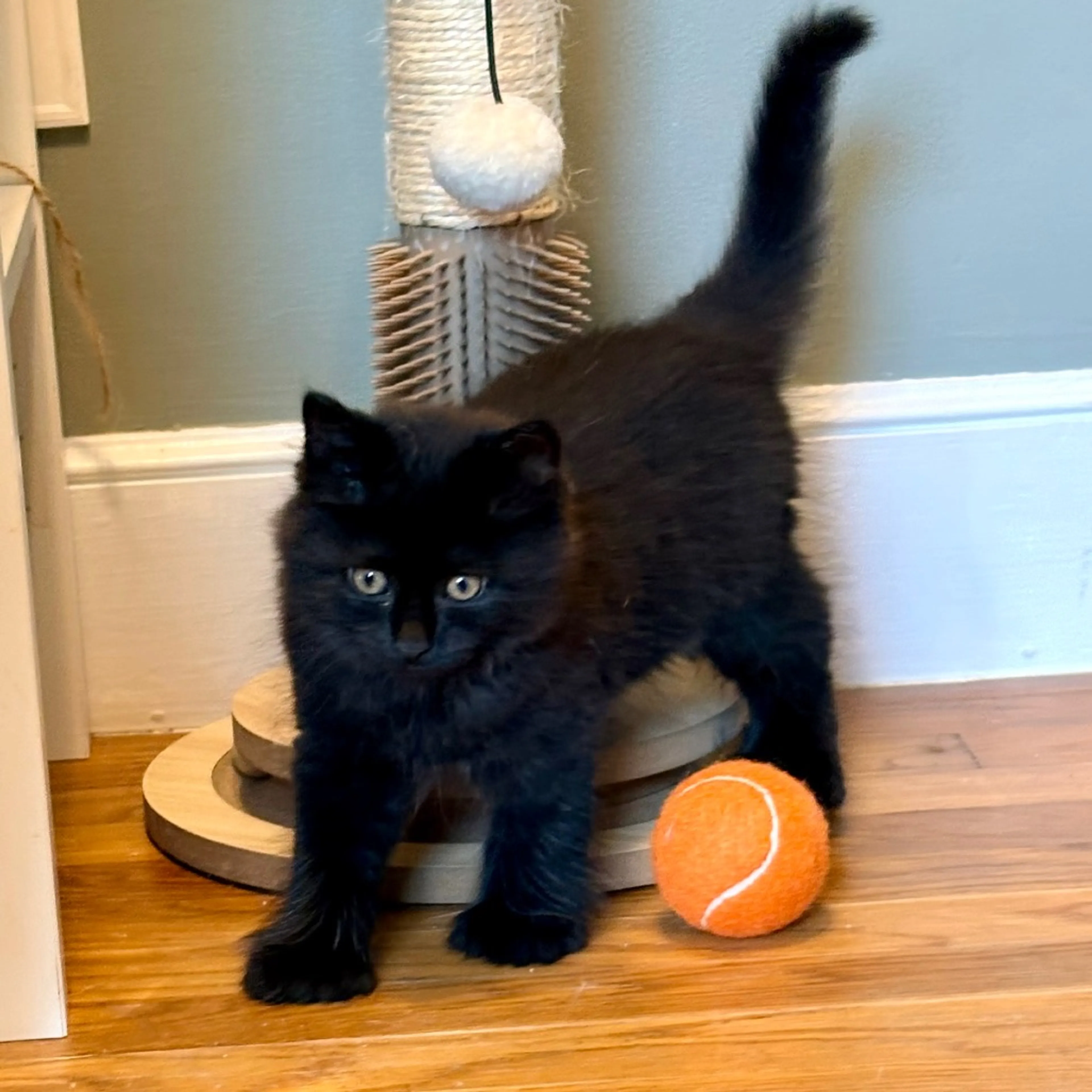 cdn image