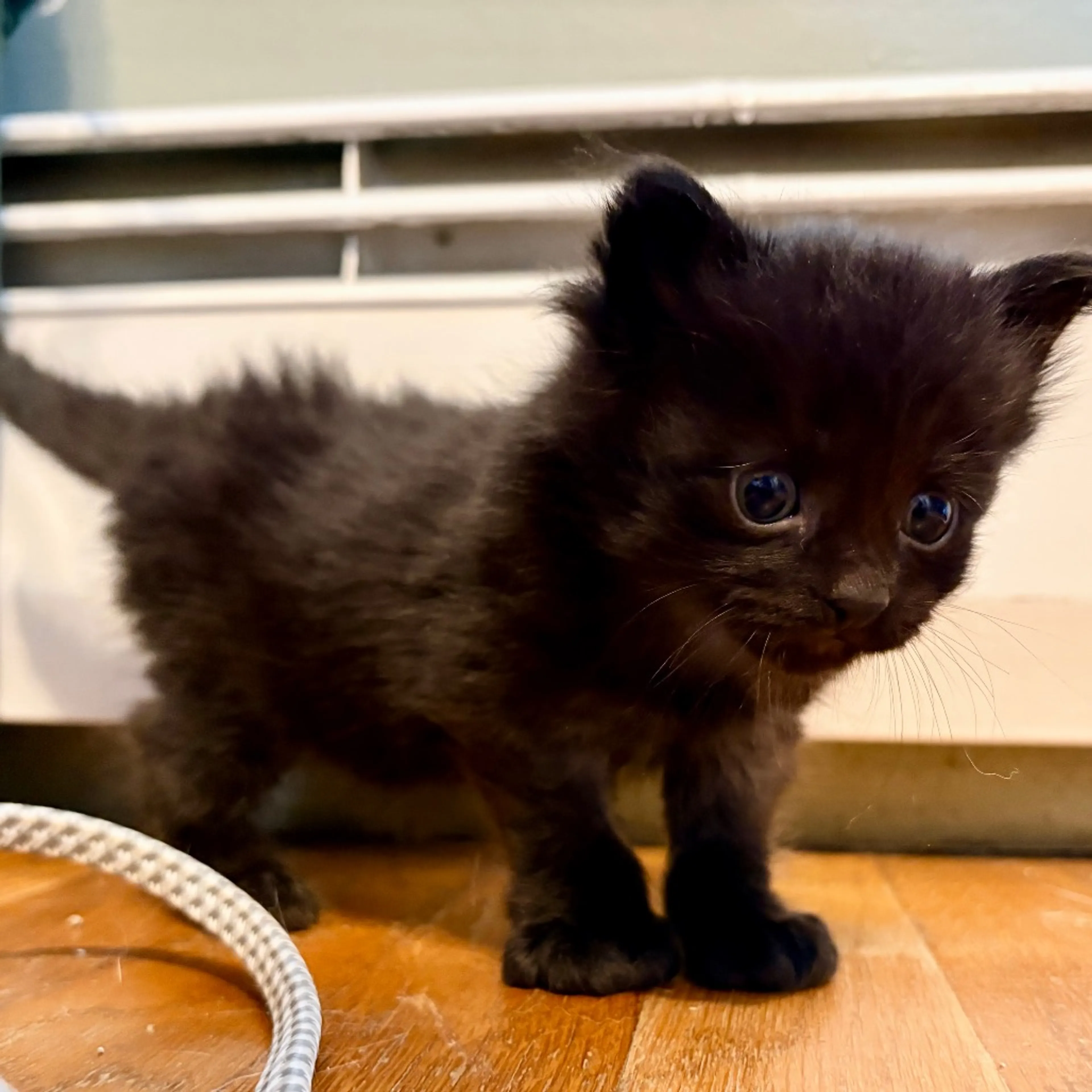 cdn image