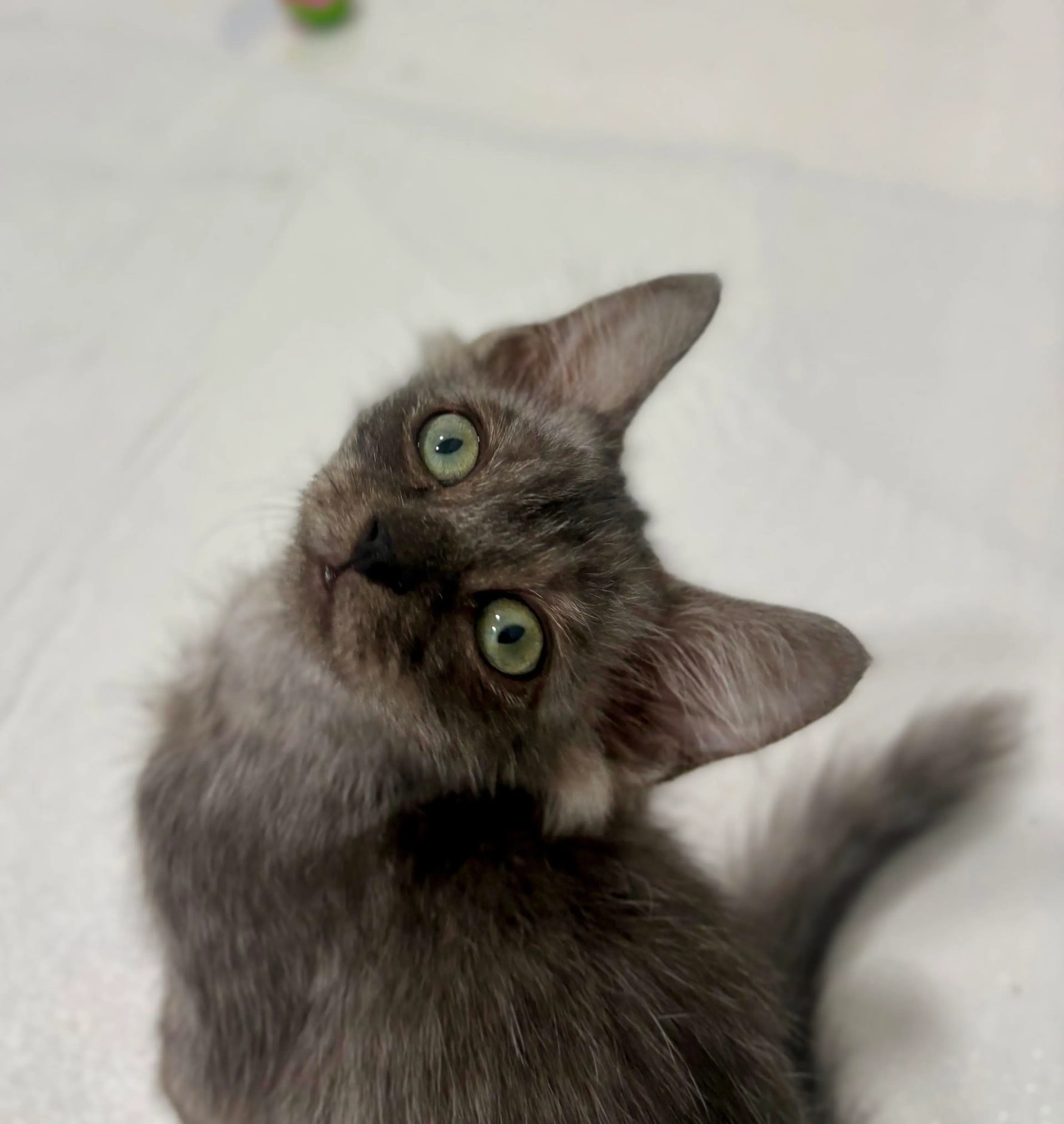 cdn image