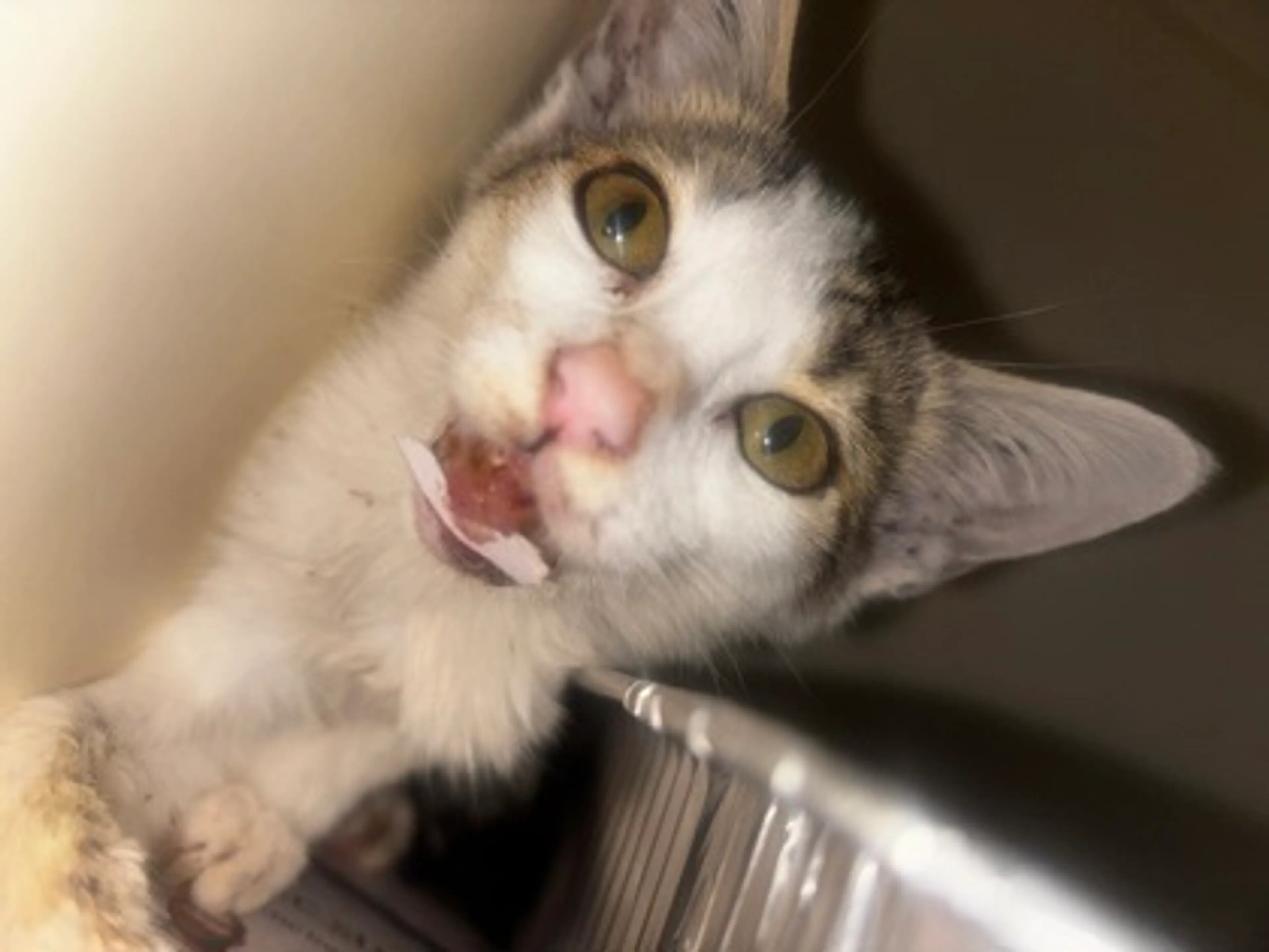 cdn image