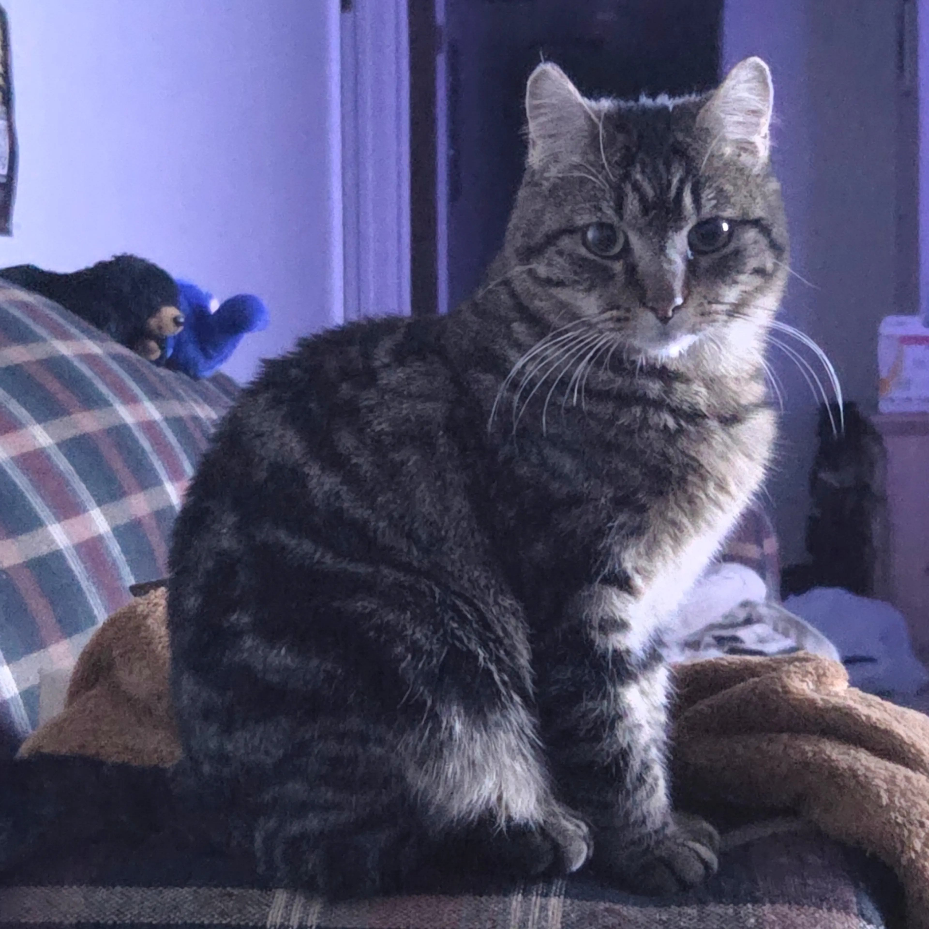 cdn image