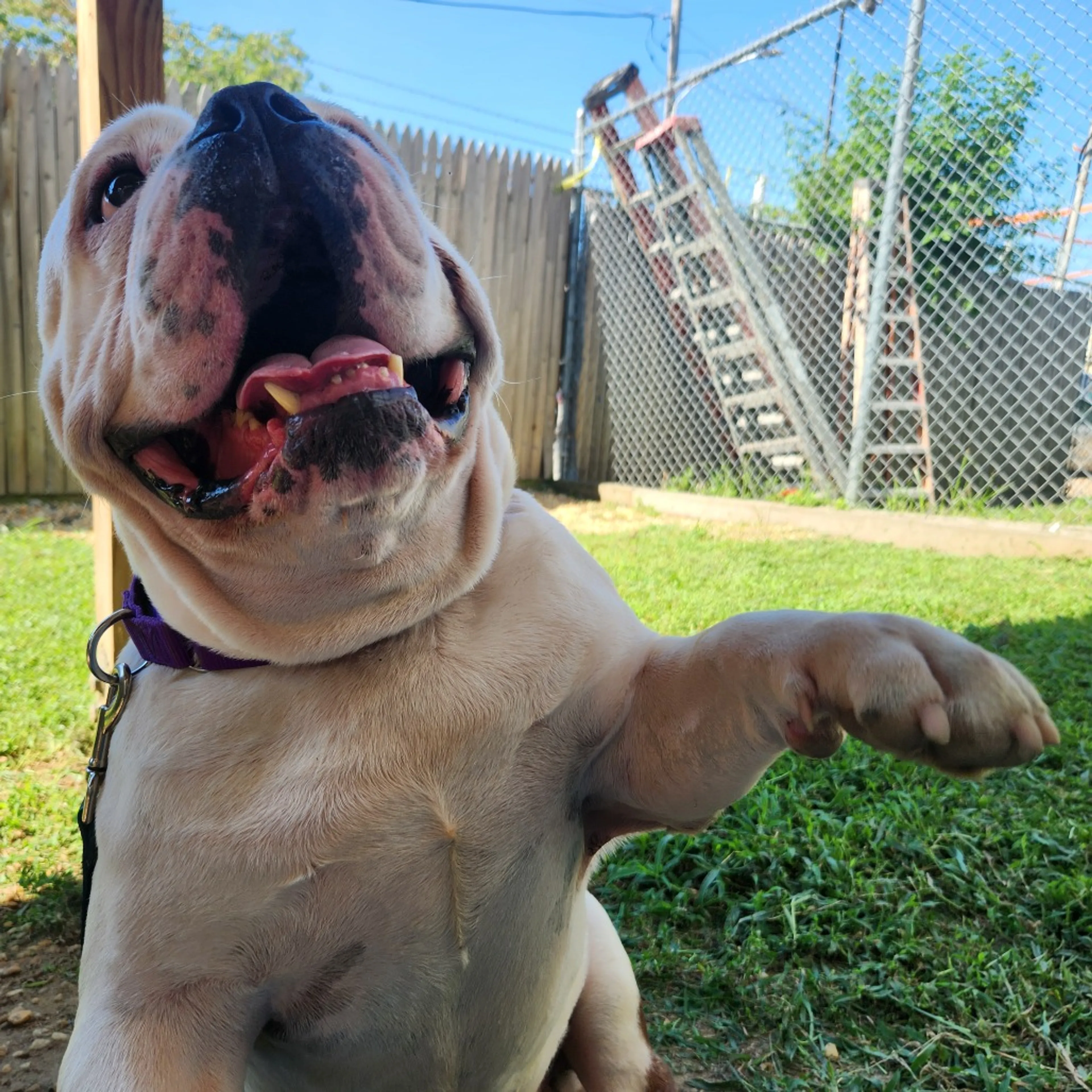 cdn image