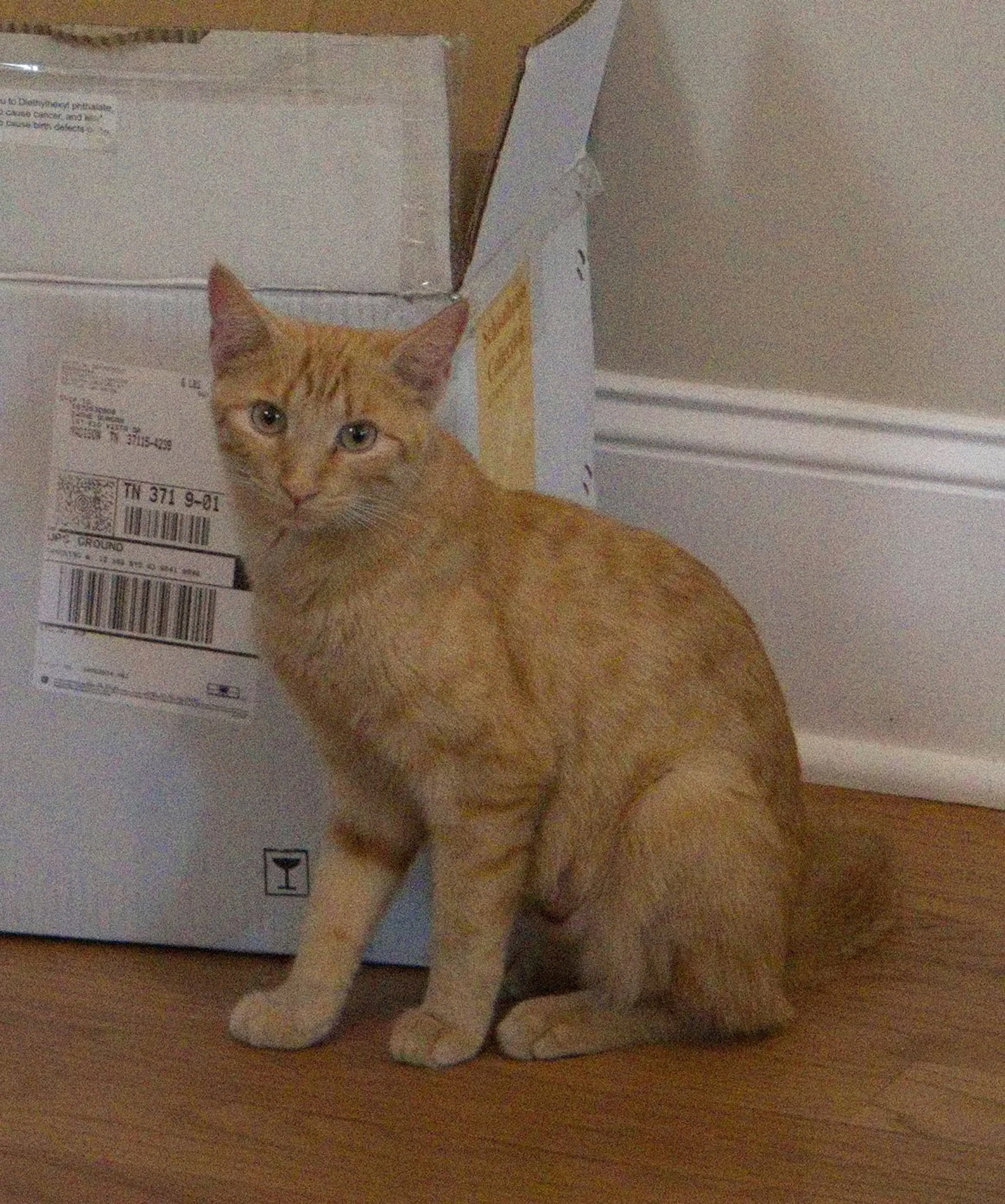 cdn image
