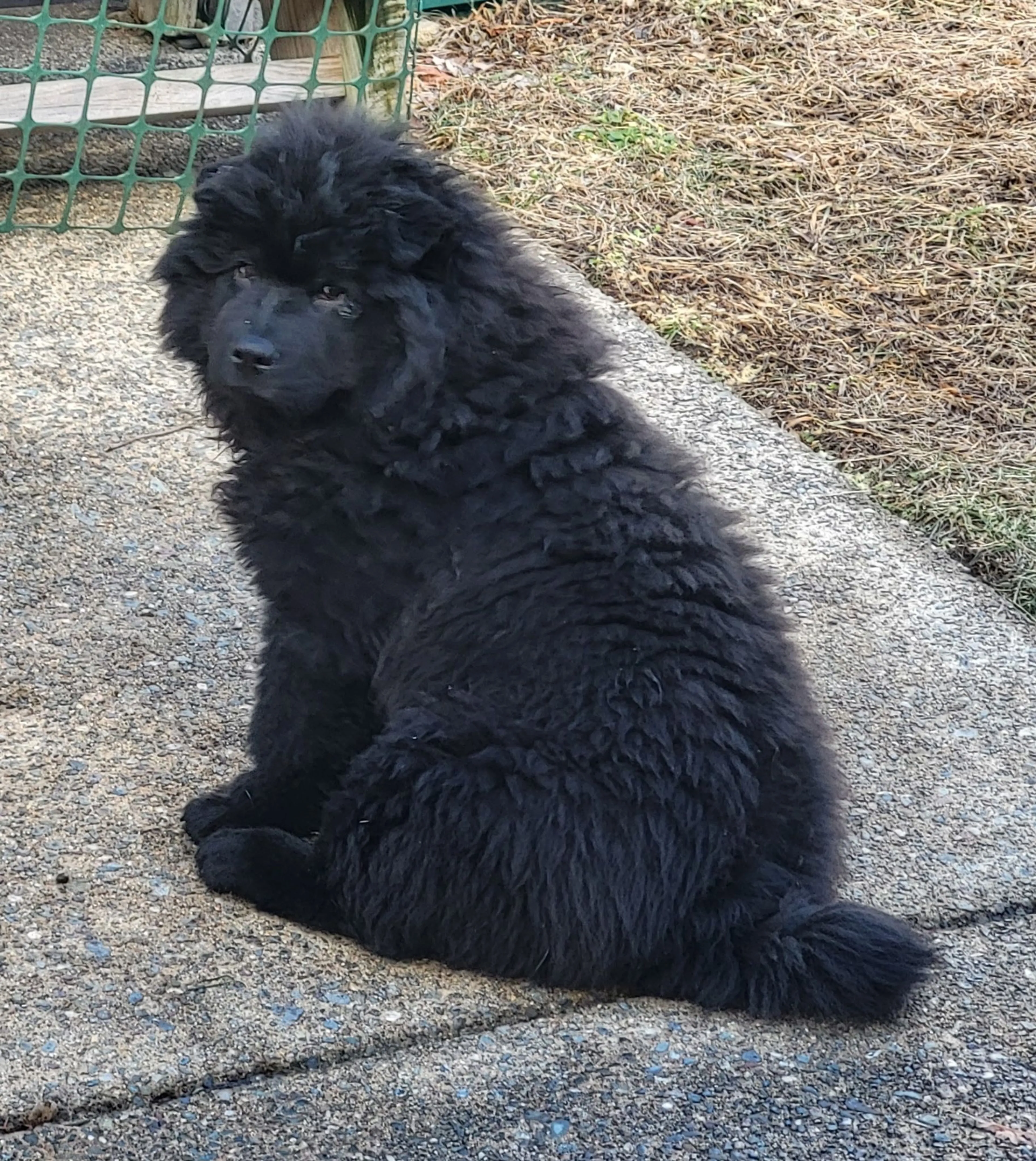 cdn image
