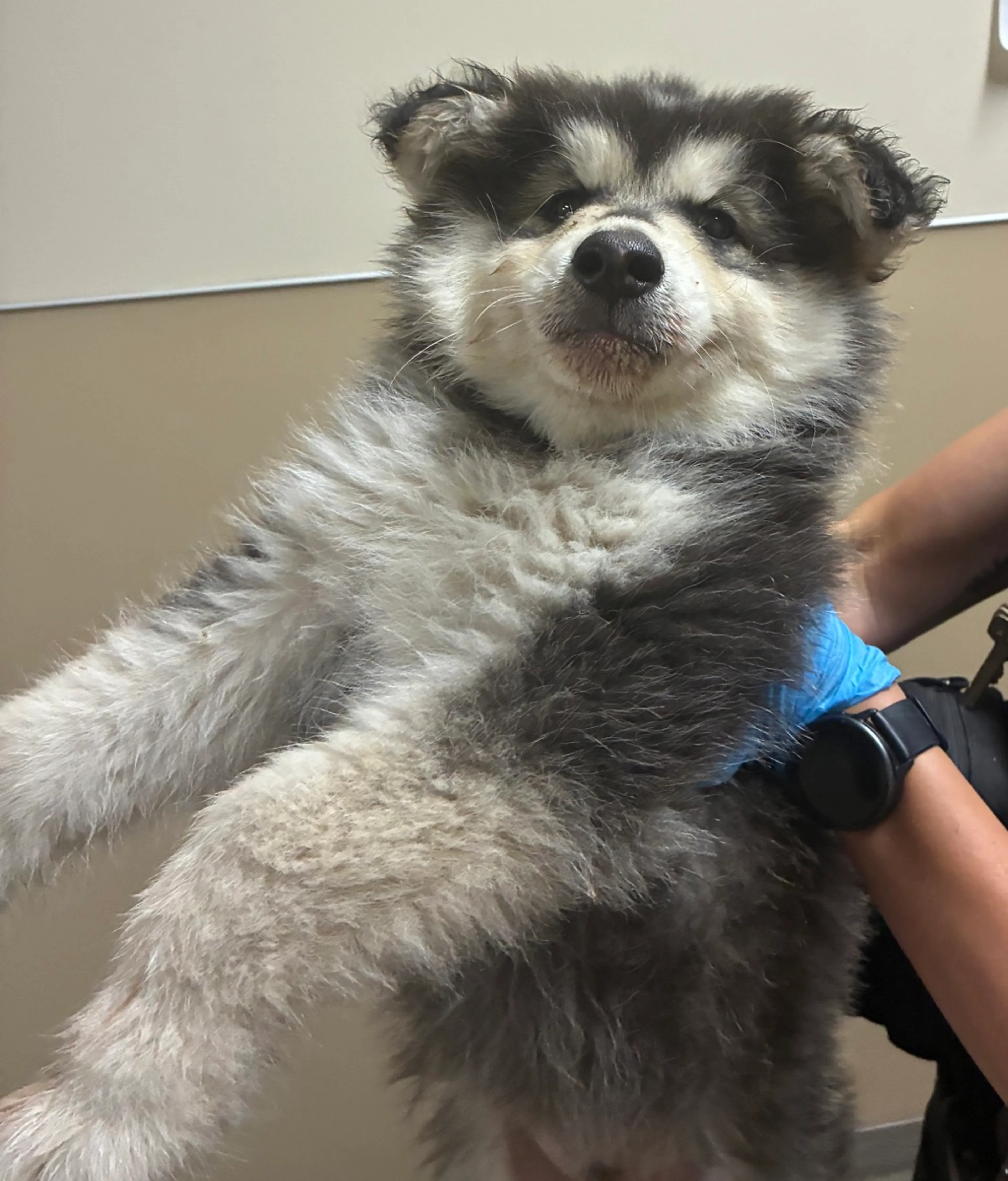 cdn image