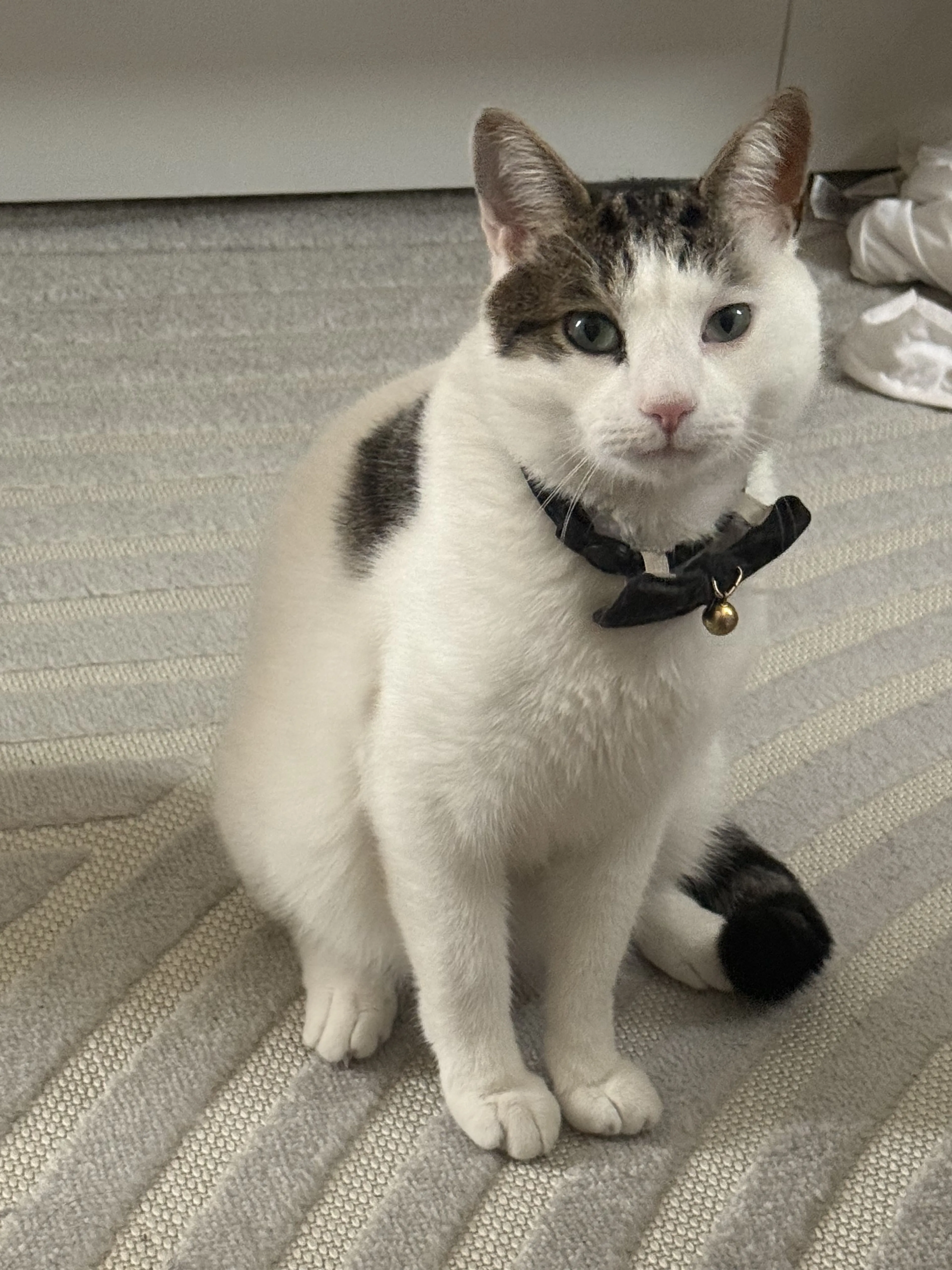 cdn image