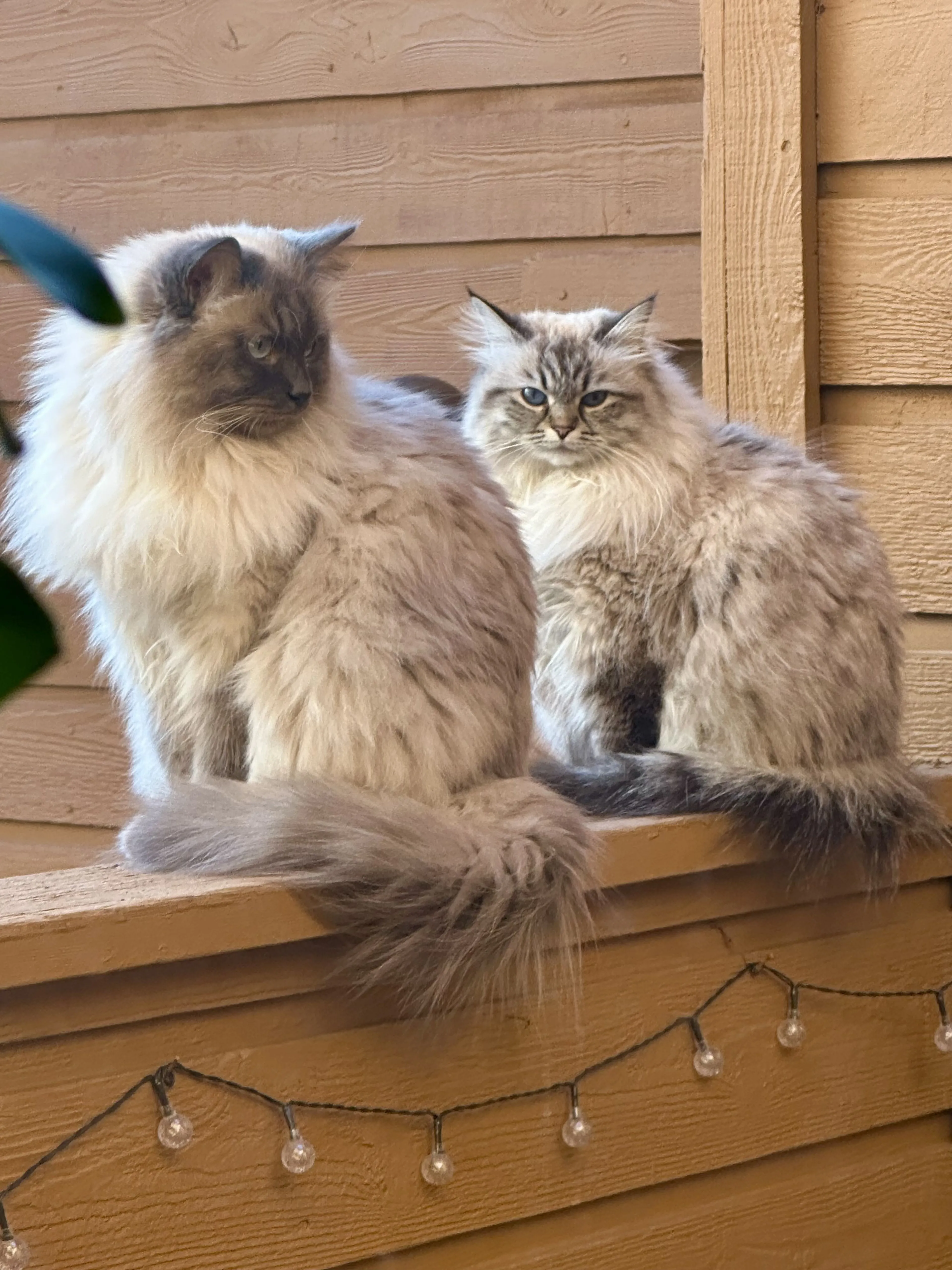 cdn image