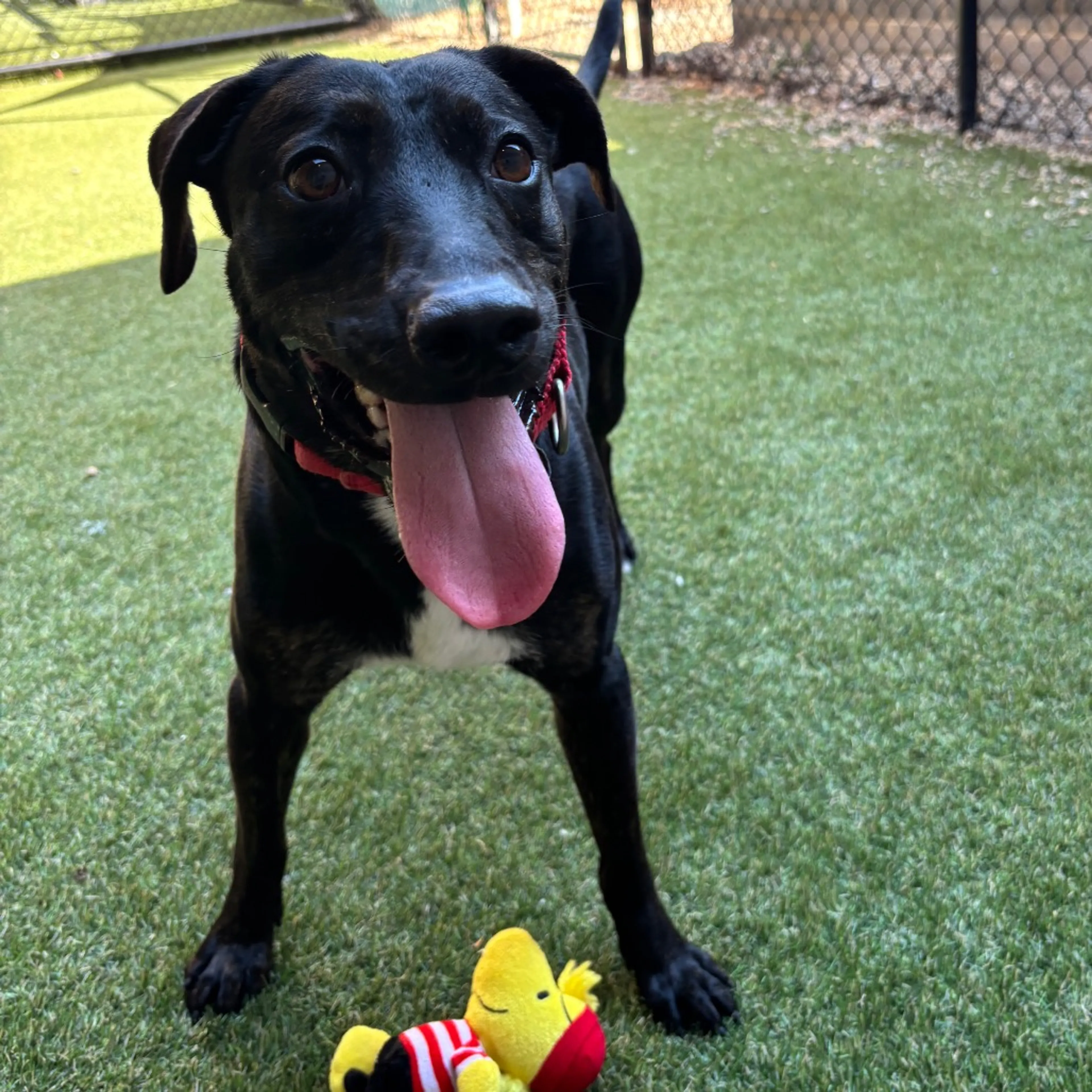 cdn image