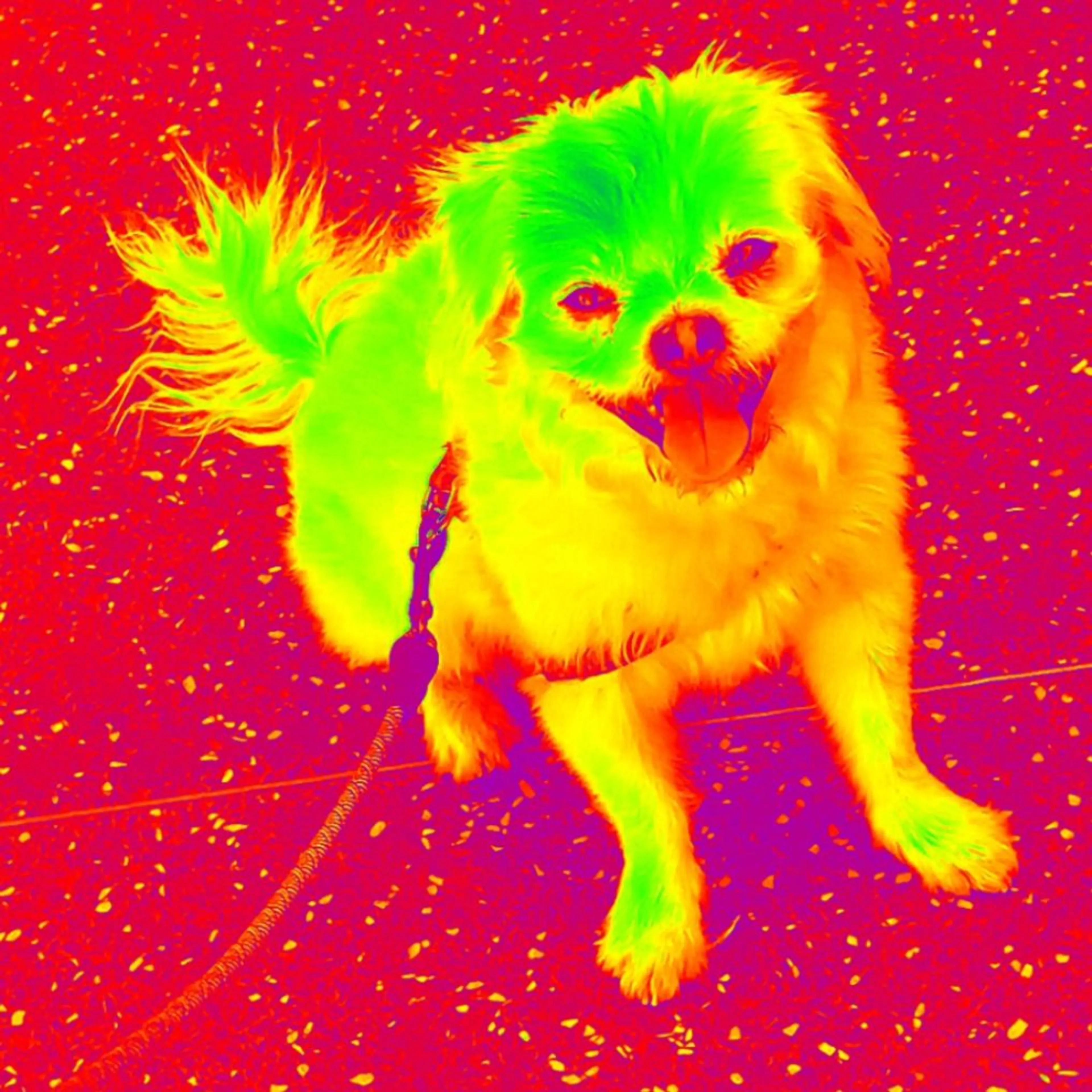 cdn image