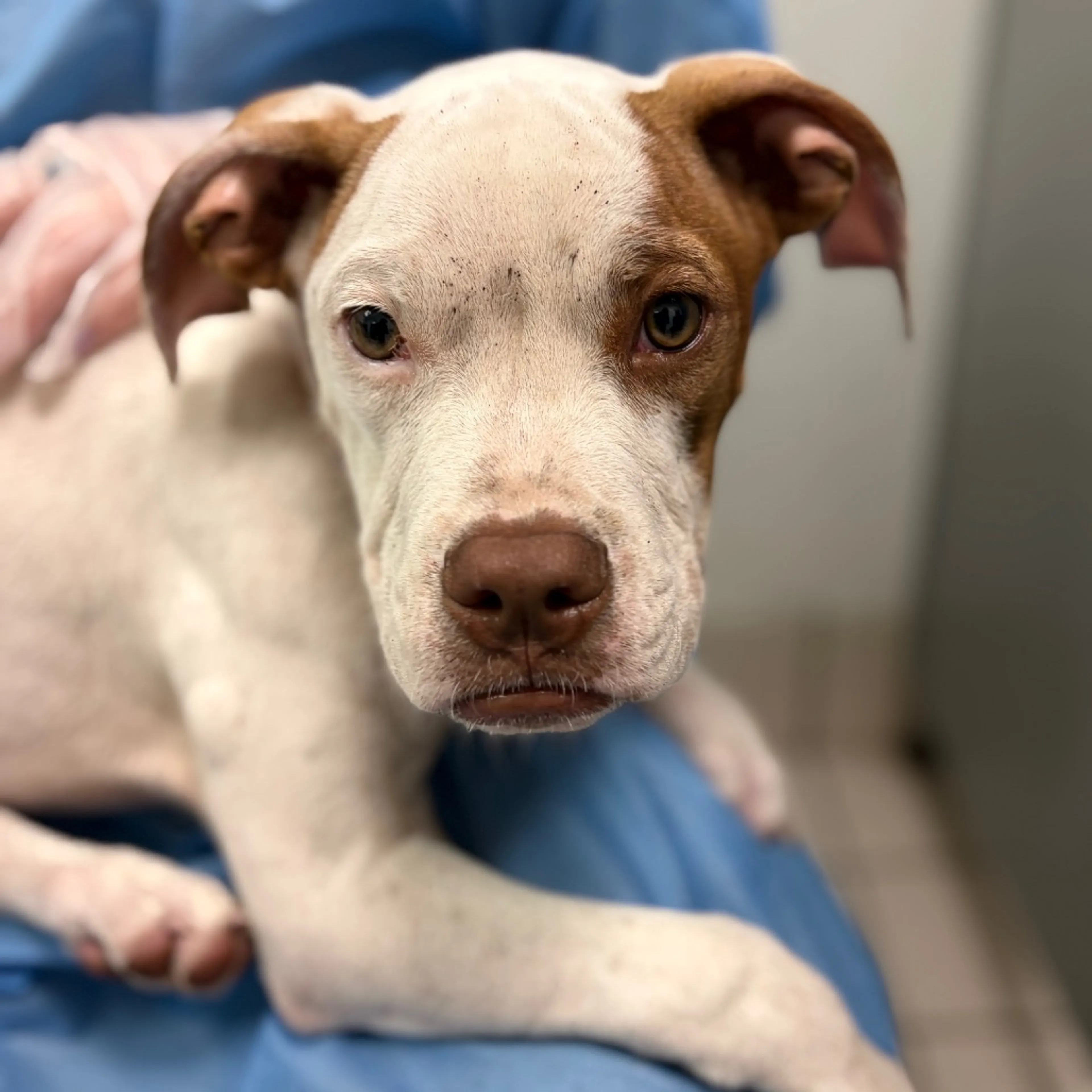 cdn image