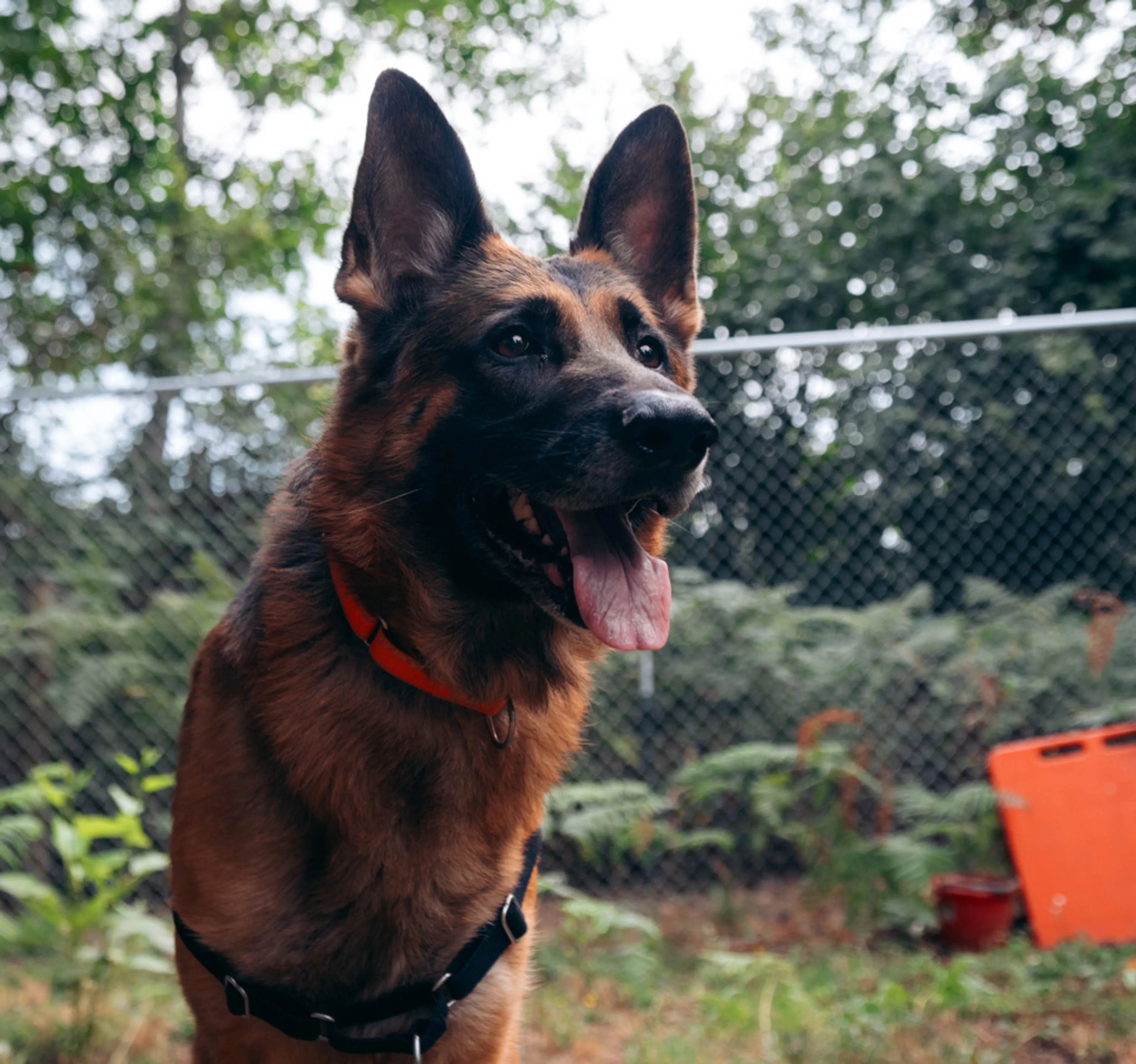 cdn image