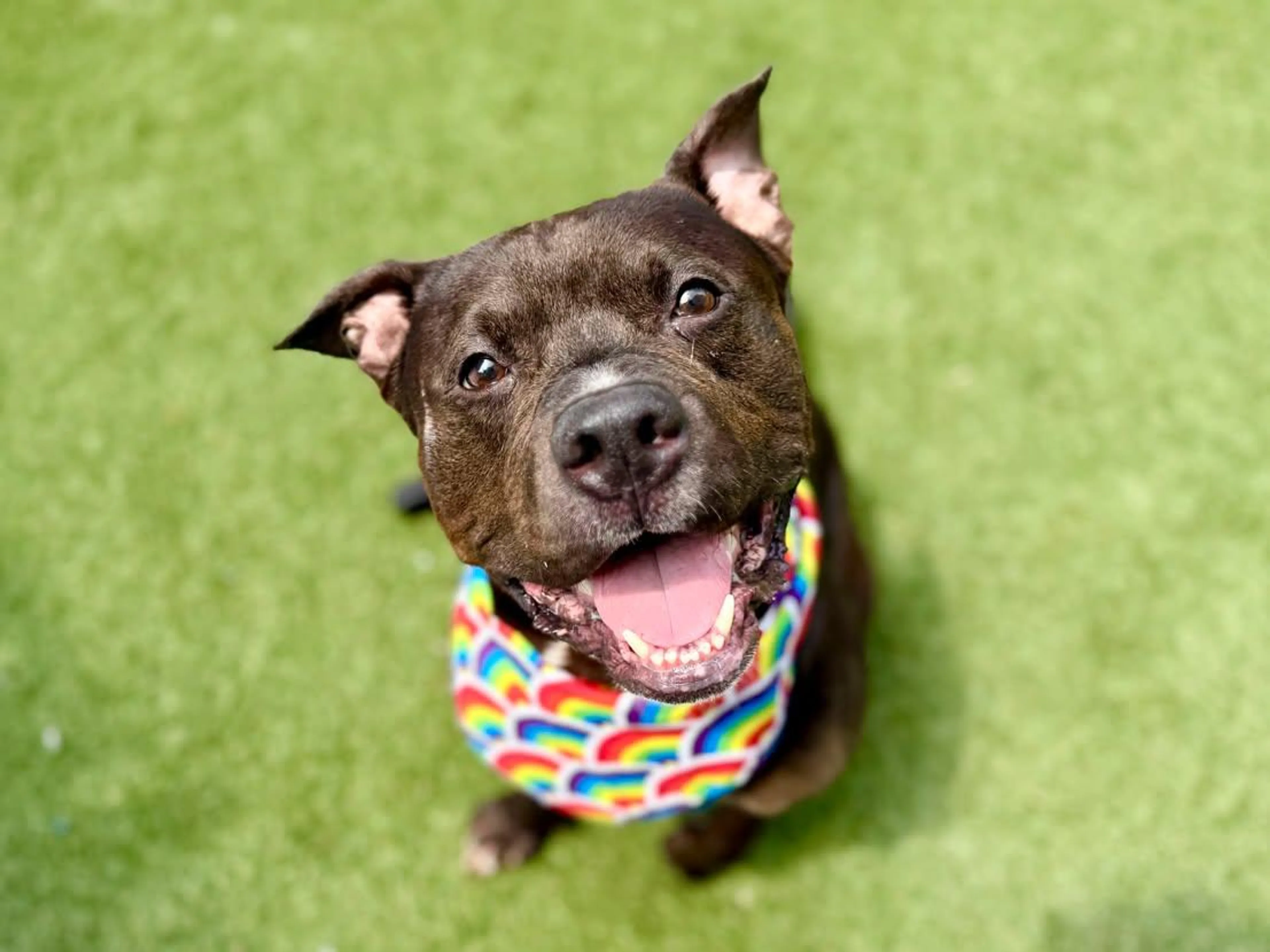 cdn image