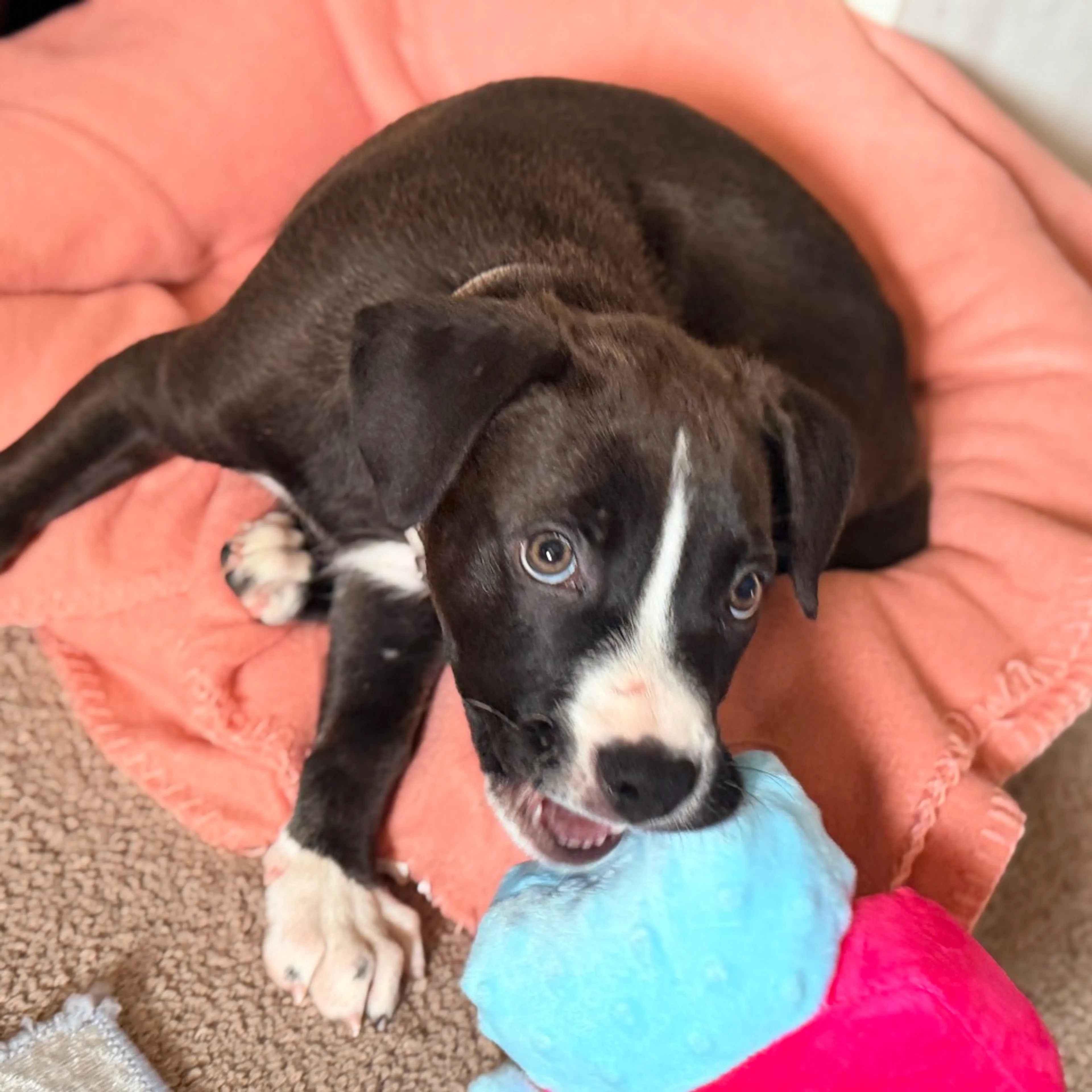 cdn image