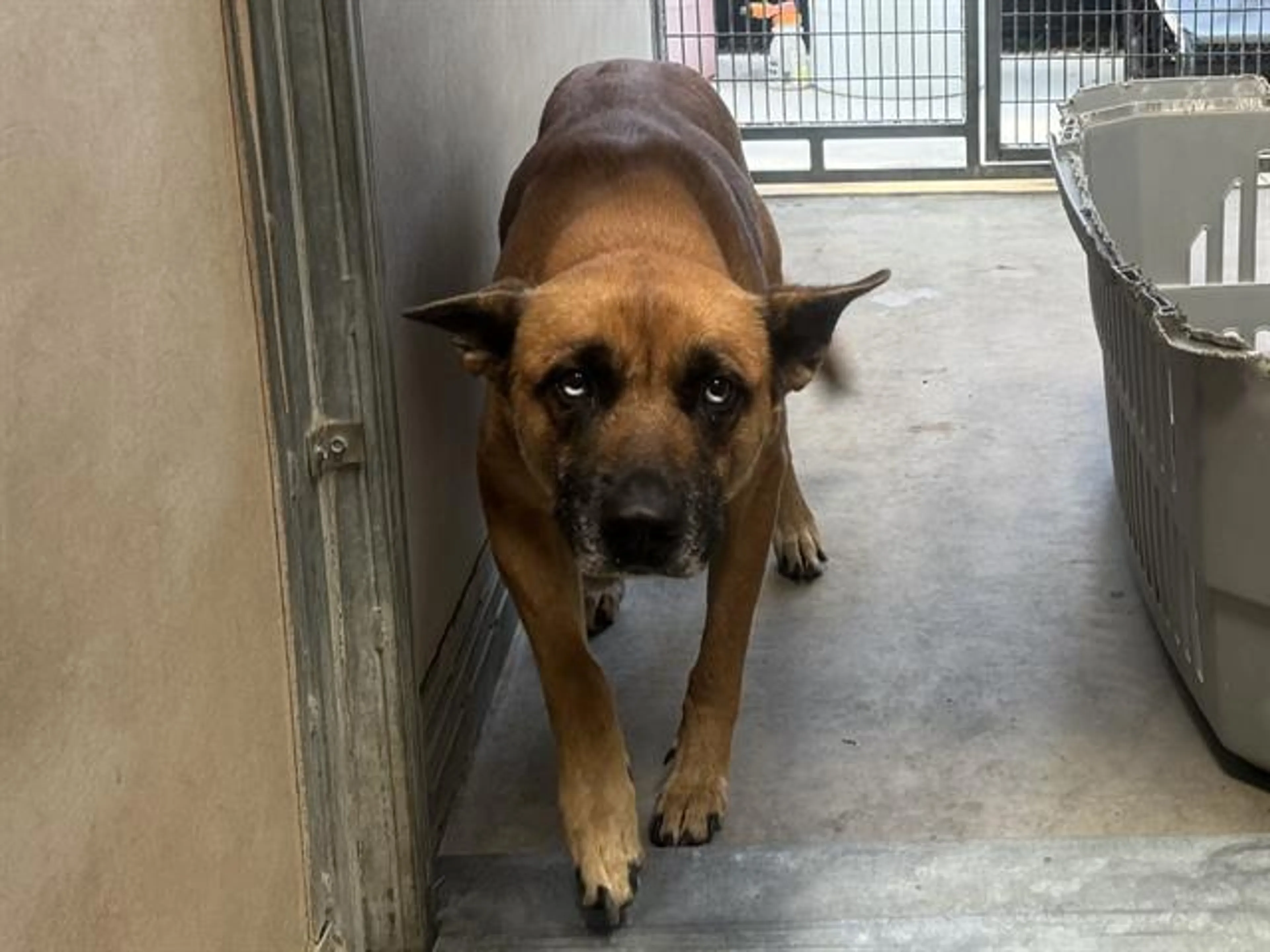 cdn image