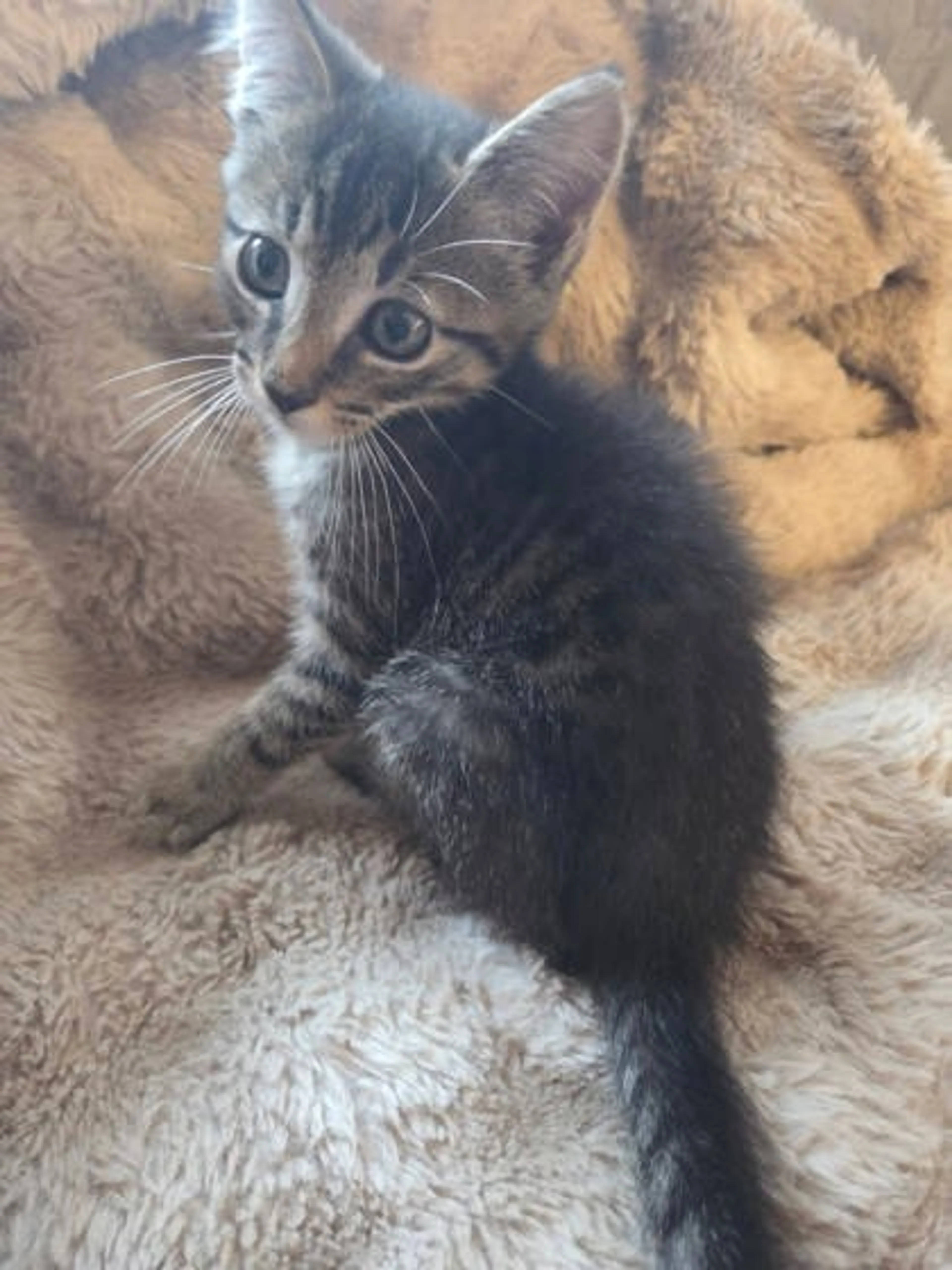 cdn image
