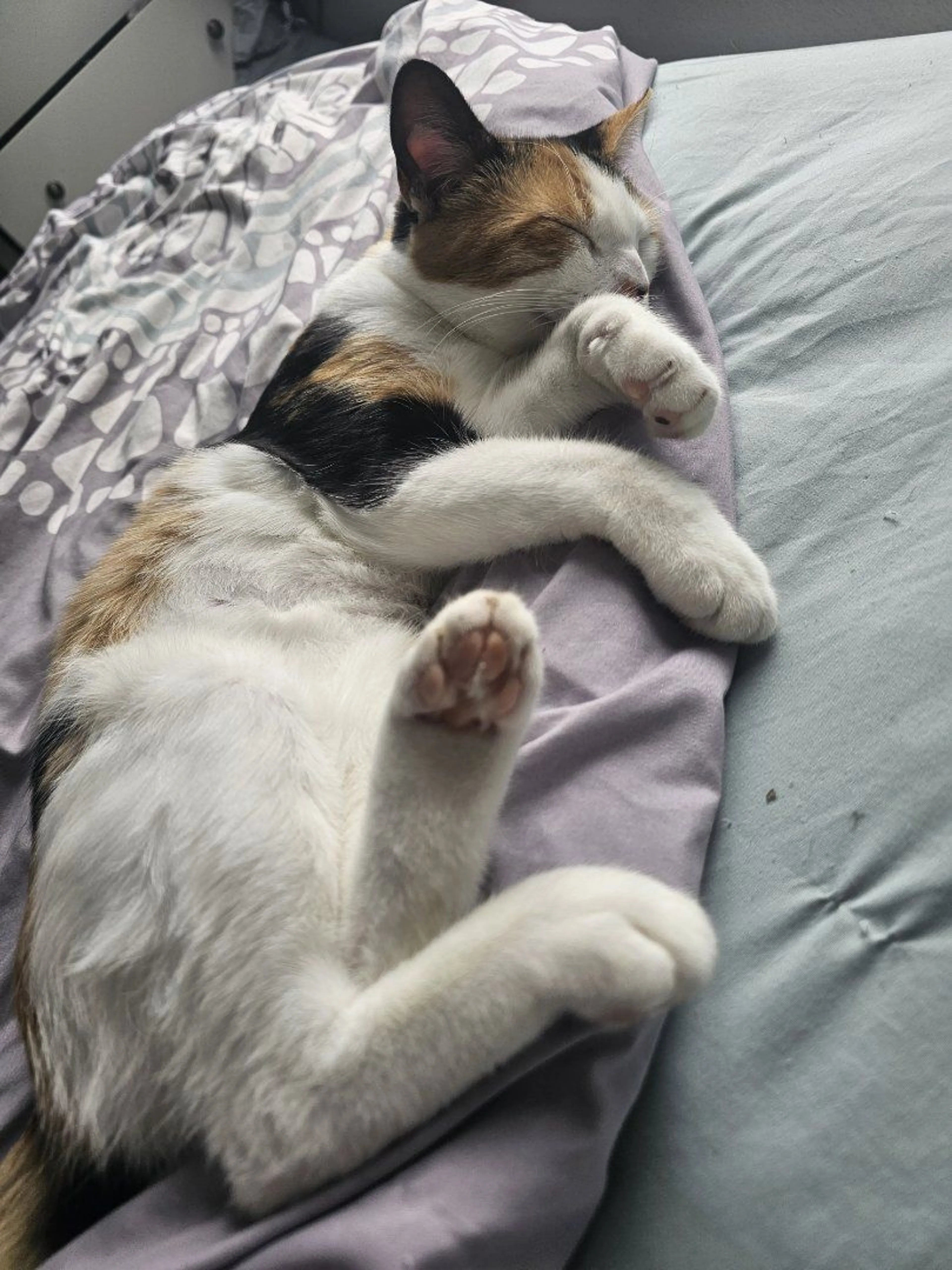 cdn image