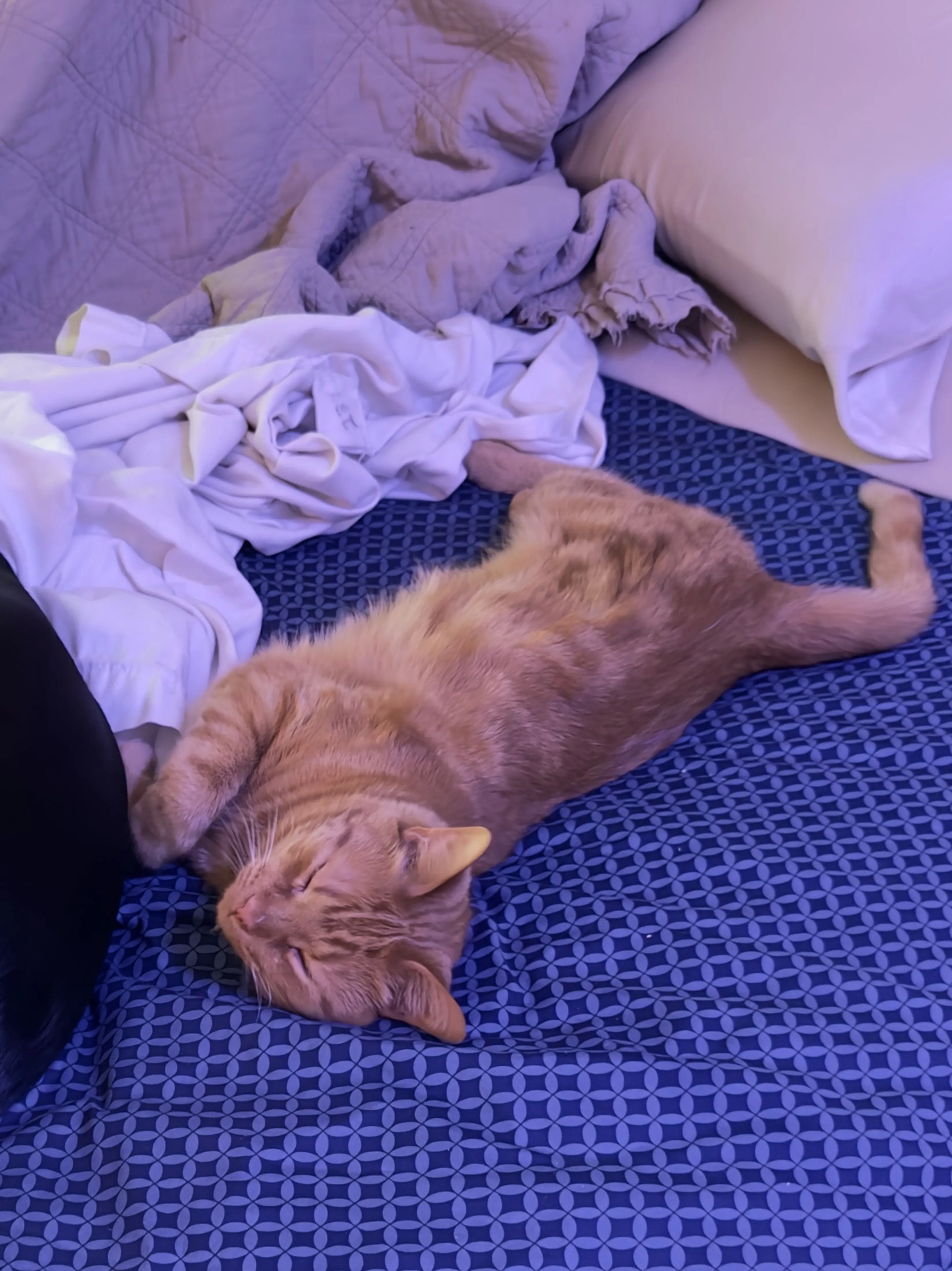 cdn image
