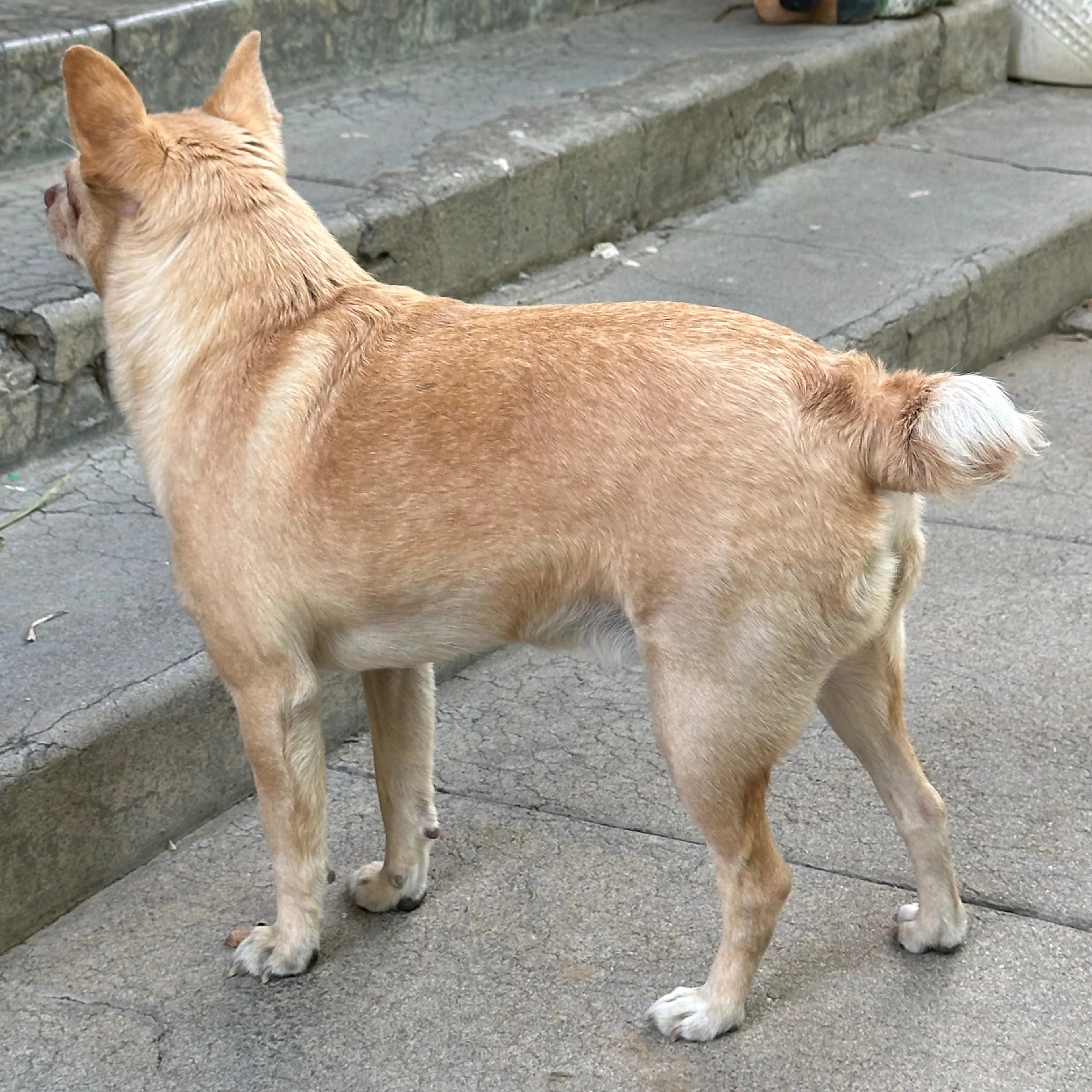 cdn image
