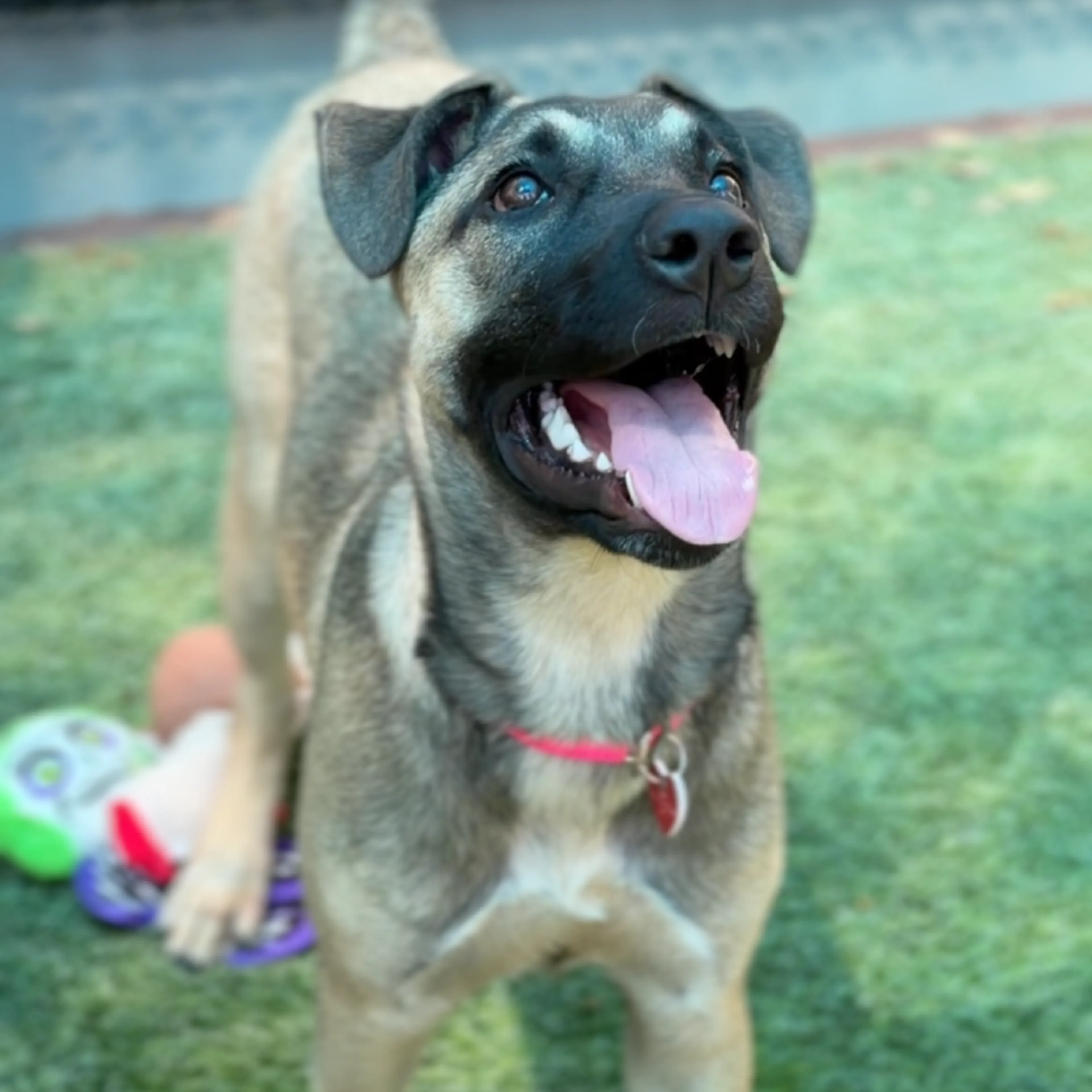 cdn image