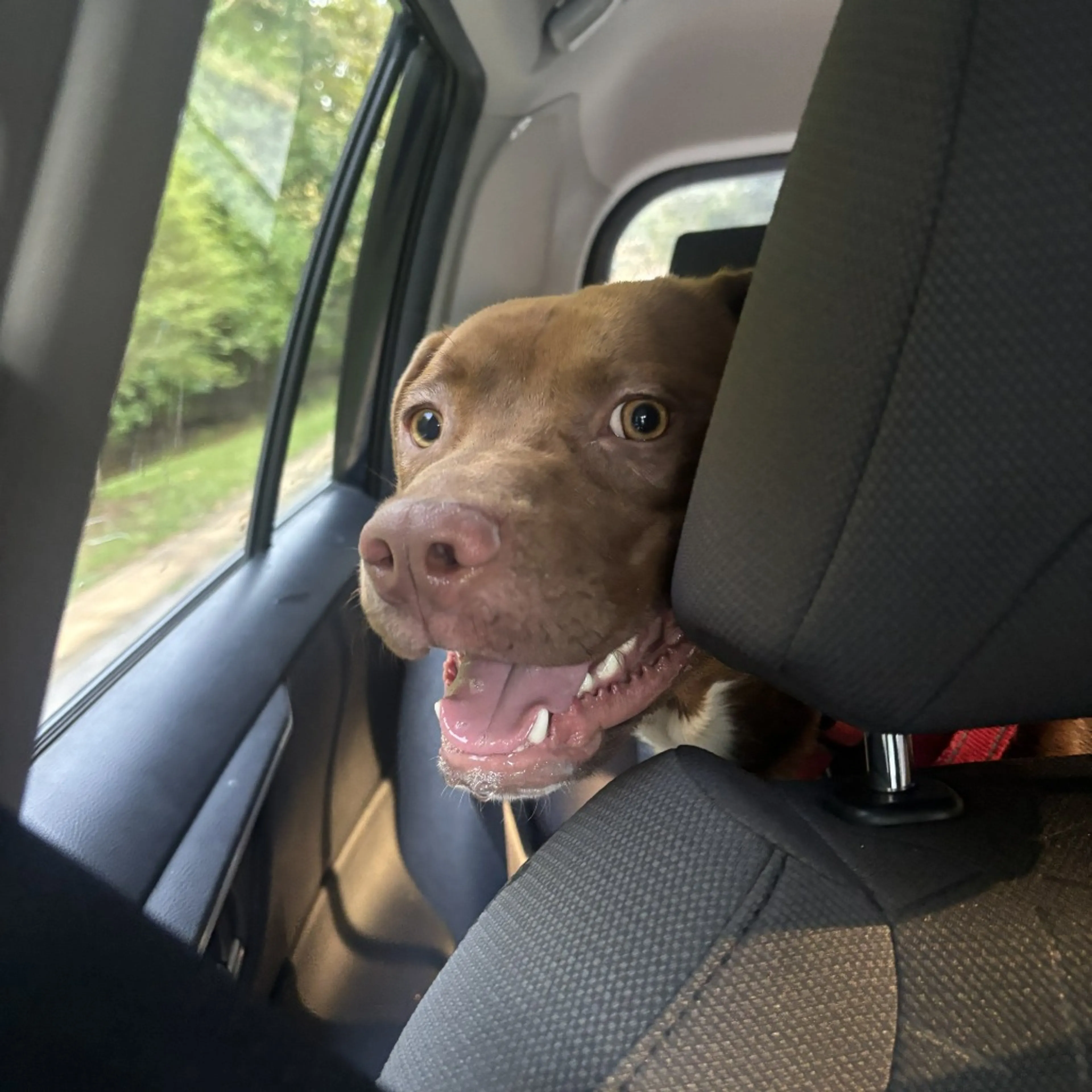 cdn image